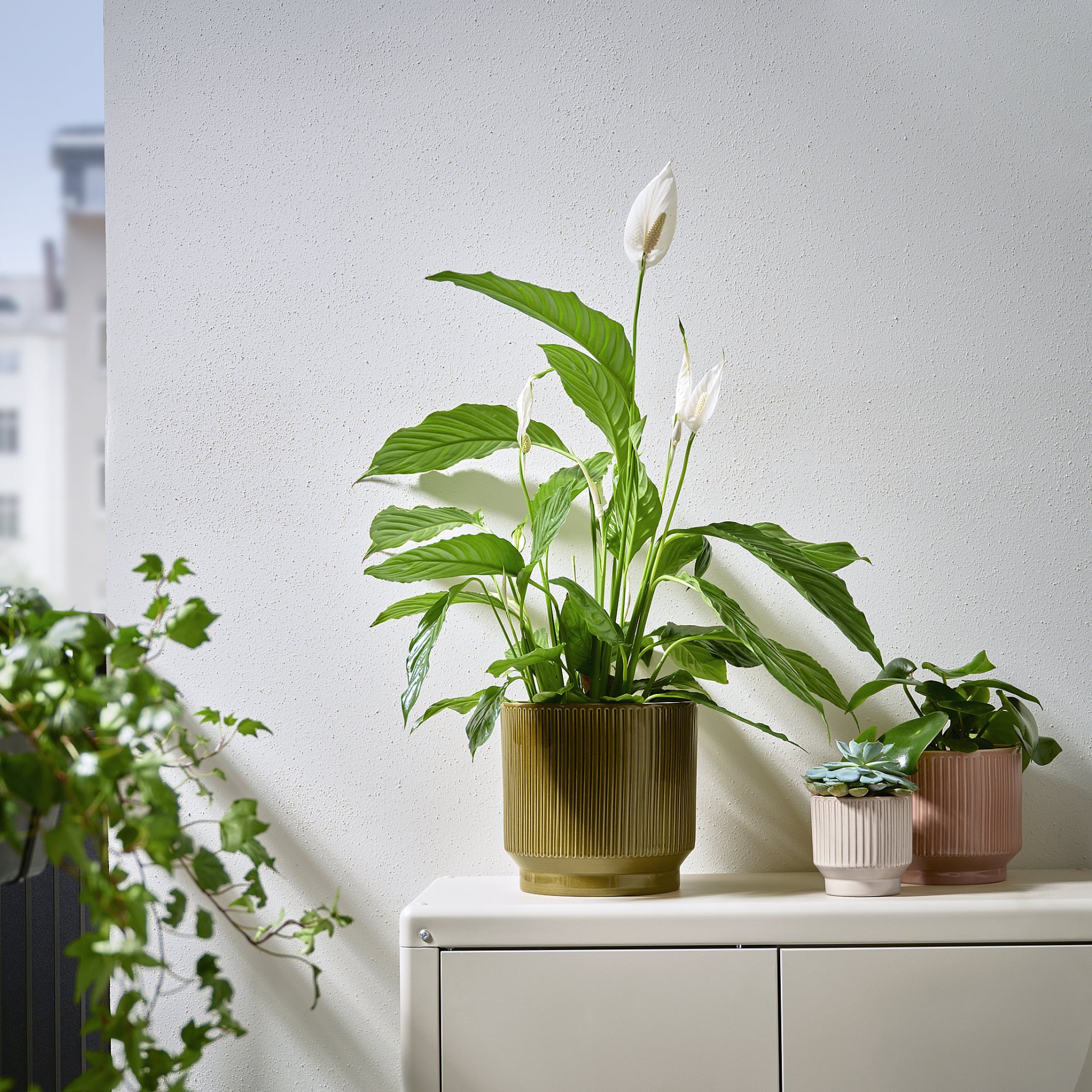 HONUNGSPALM, plant pot in/outdoor, 19 cm, 605.957.95