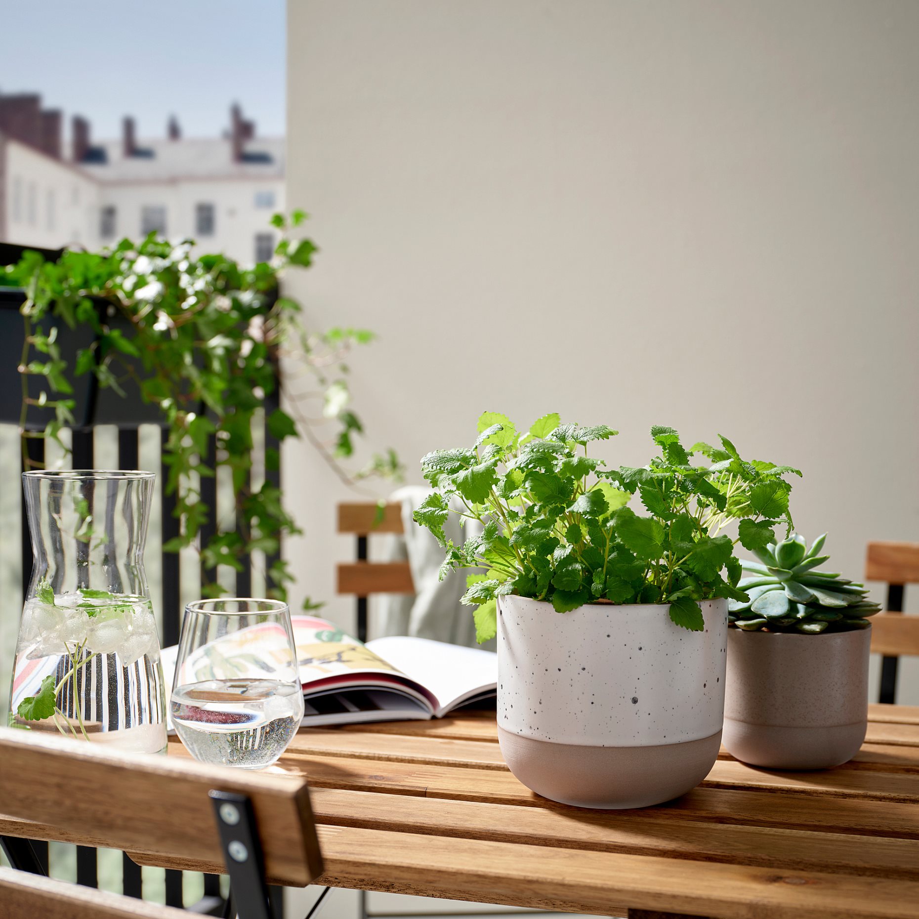 BUSKKAPRIFOL, plant pot in/outdoor/, 12 cm, 605.958.99