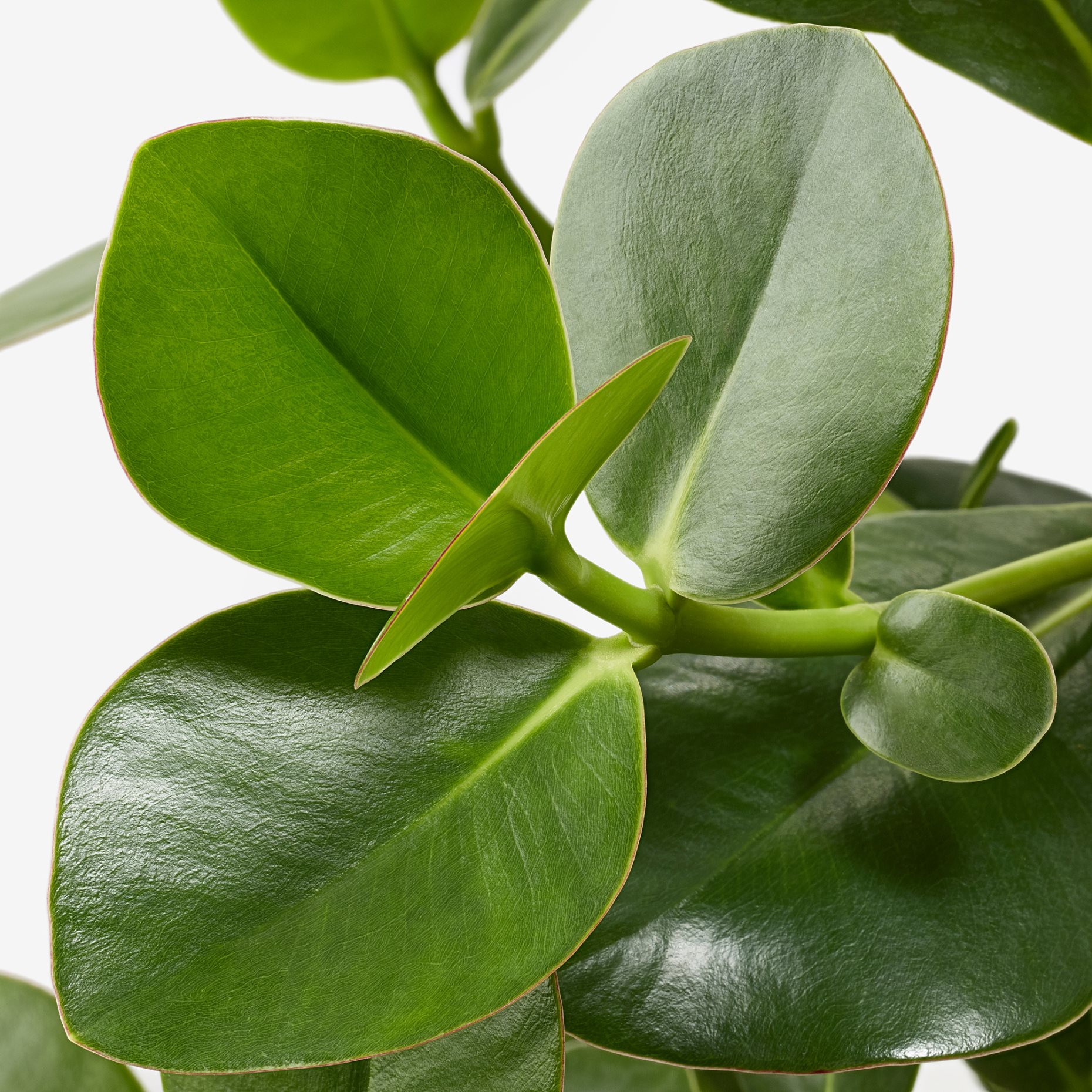 CLUSIA, potted plant, 12 cm, 702.345.62