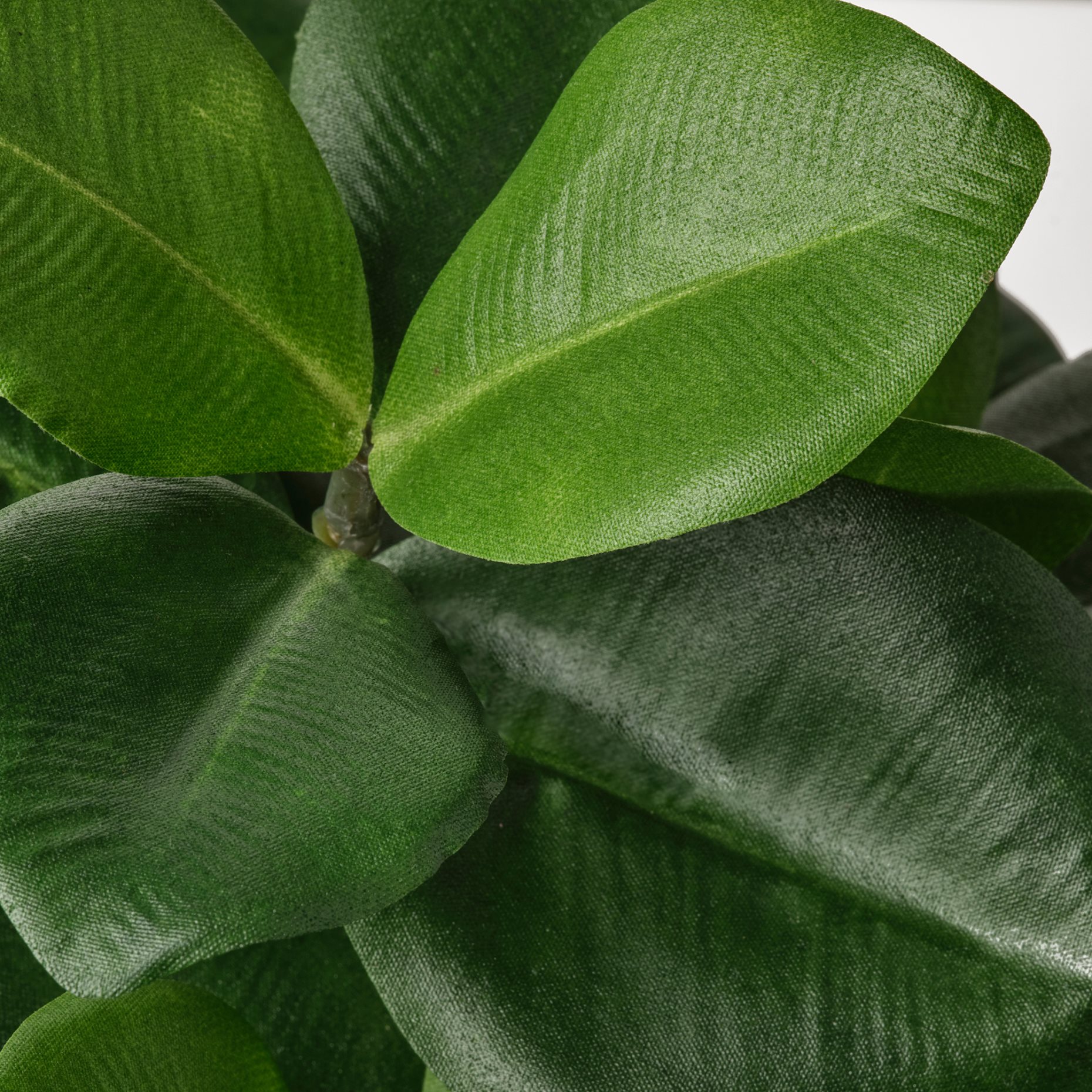 FEJKA, artificial potted plant in/outdoor, Clusia 12 cm, 704.933.48