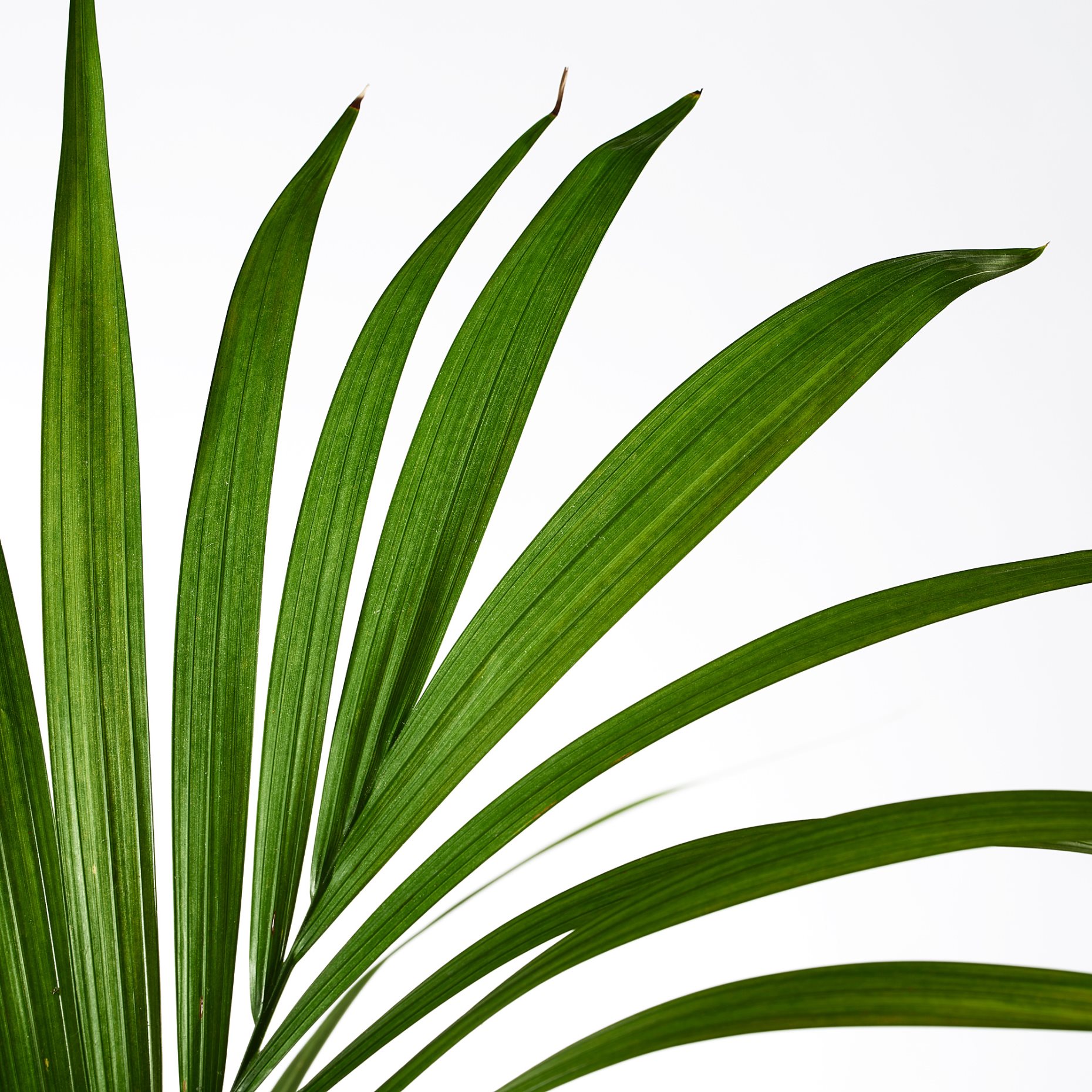 HOWEA FORSTERIANA, φυτό σε γλάστρα, 24 cm, 805.801.99