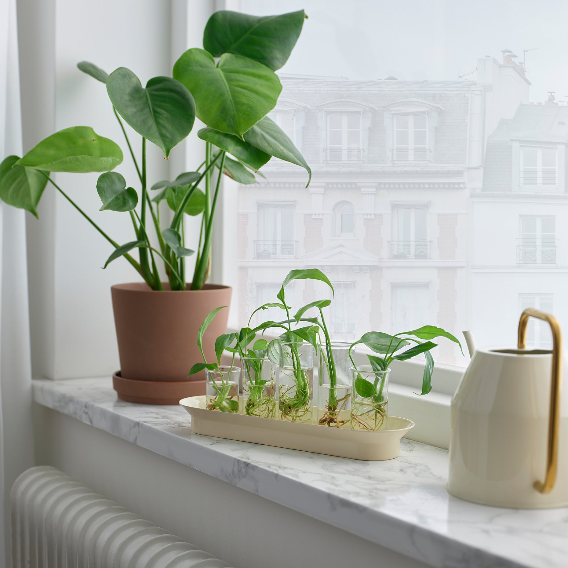 VATTENKRASSE, propagation set, 905.619.87