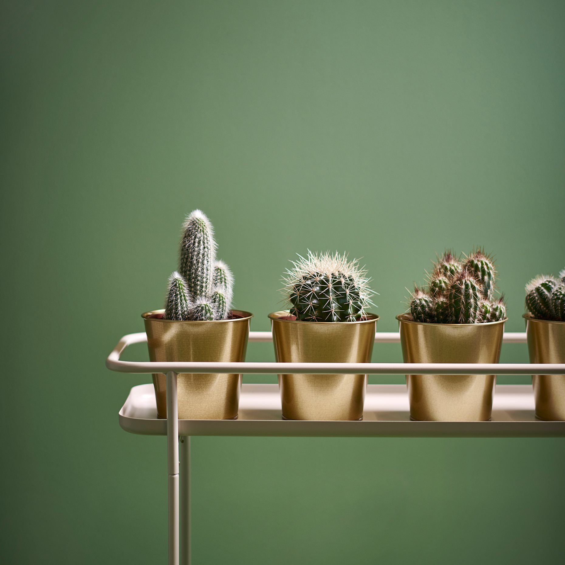 CACTACEAE, potted plant, 003.109.60