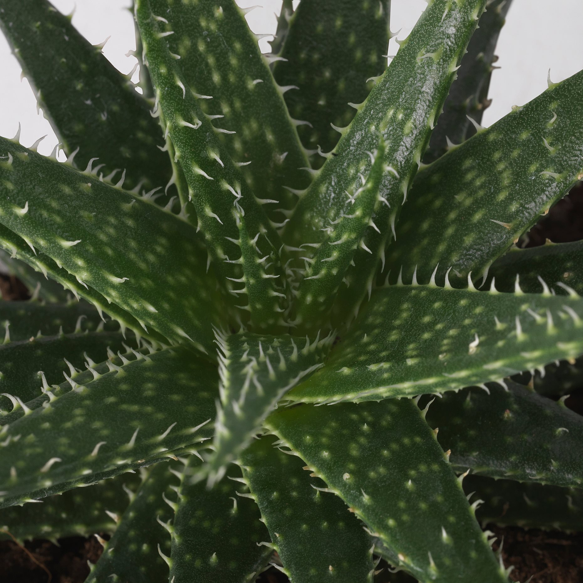 SUCCULENT, Φυτό, 103.110.06