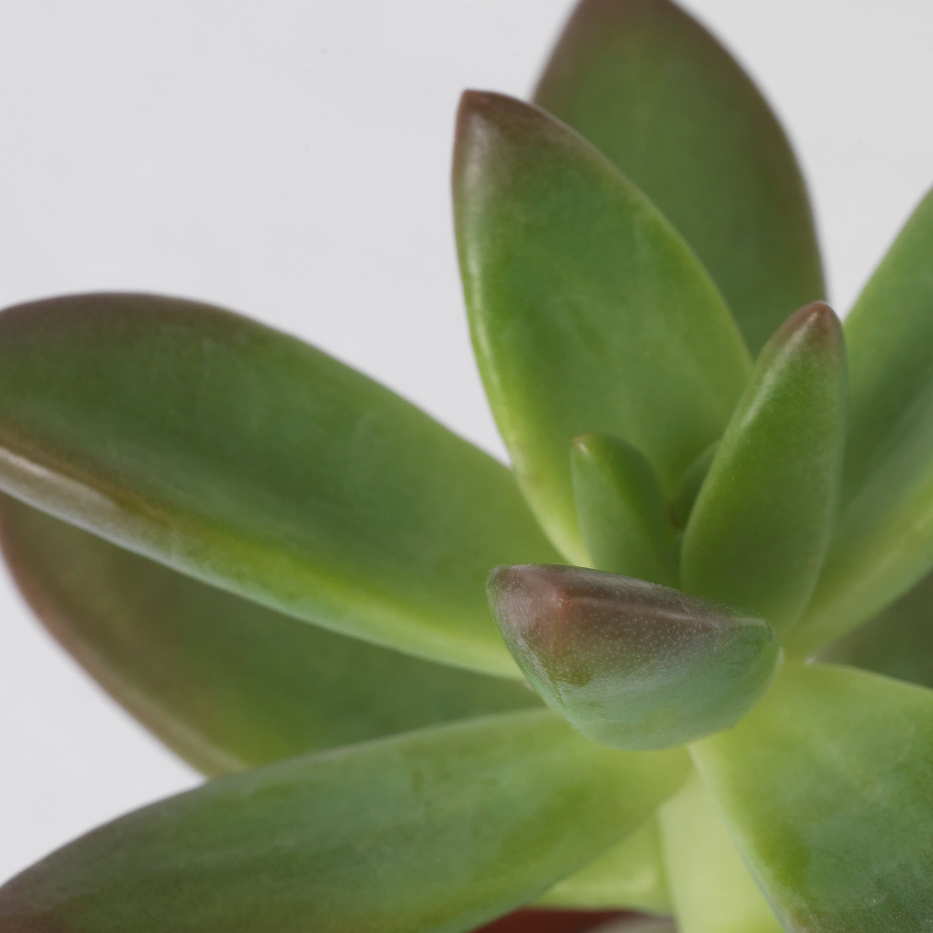 SUCCULENT, Φυτό, 103.110.06