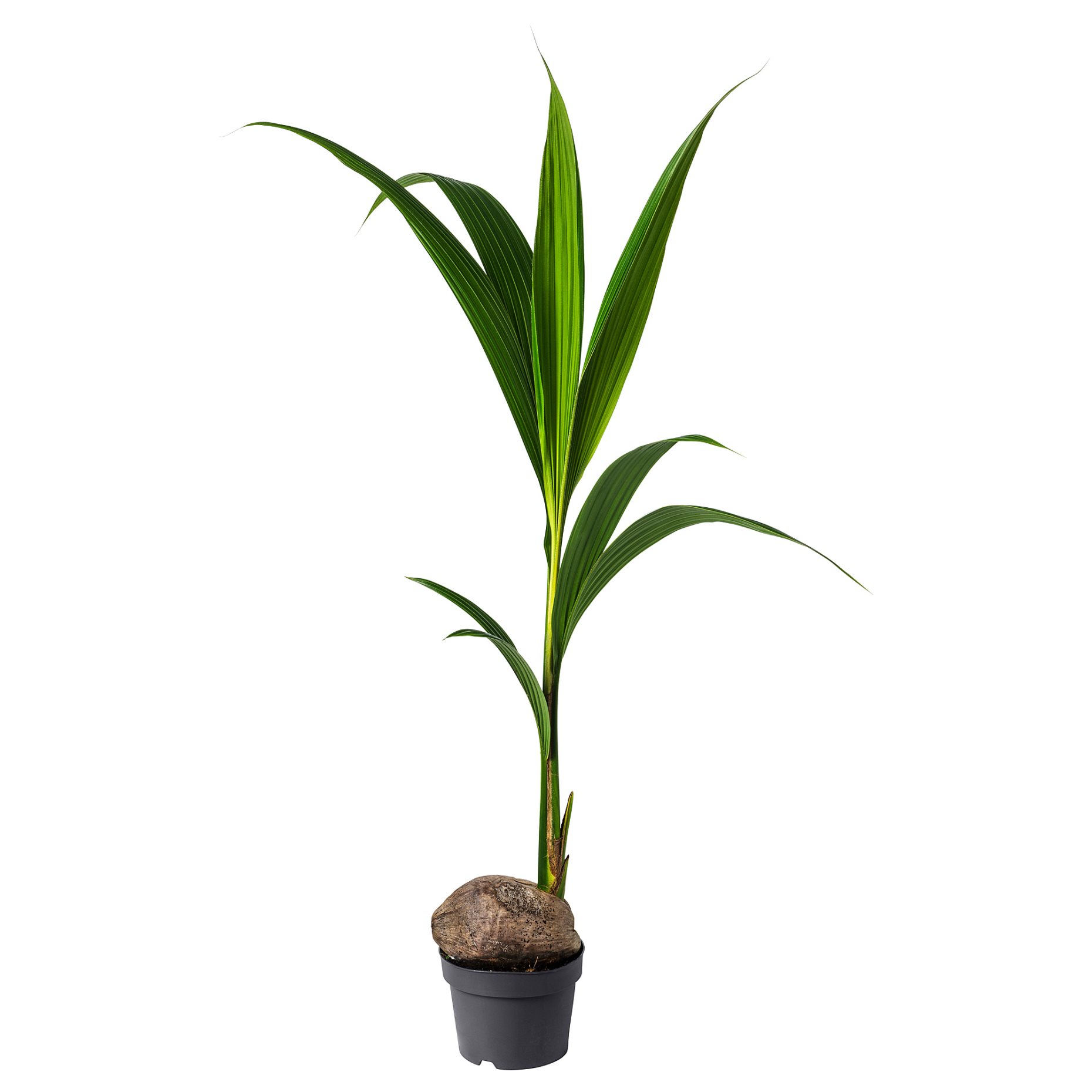 COCOS NUCIFERA, φυτό σε γλάστρα/ Κοκοφοίνικας, 19 cm, 201.674.85