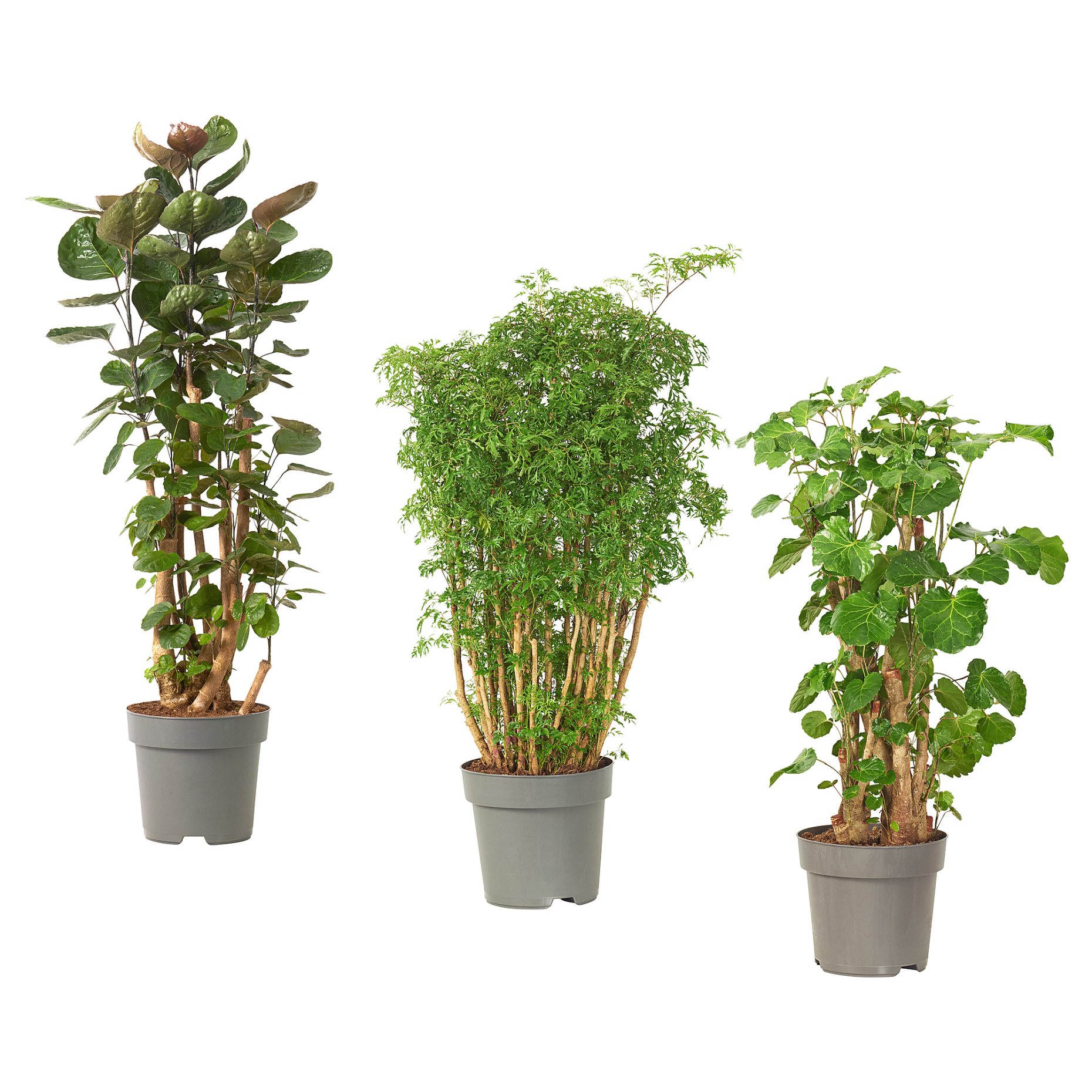 POLYSCIAS, potted plant/assorted, 24 cm, 203.874.11
