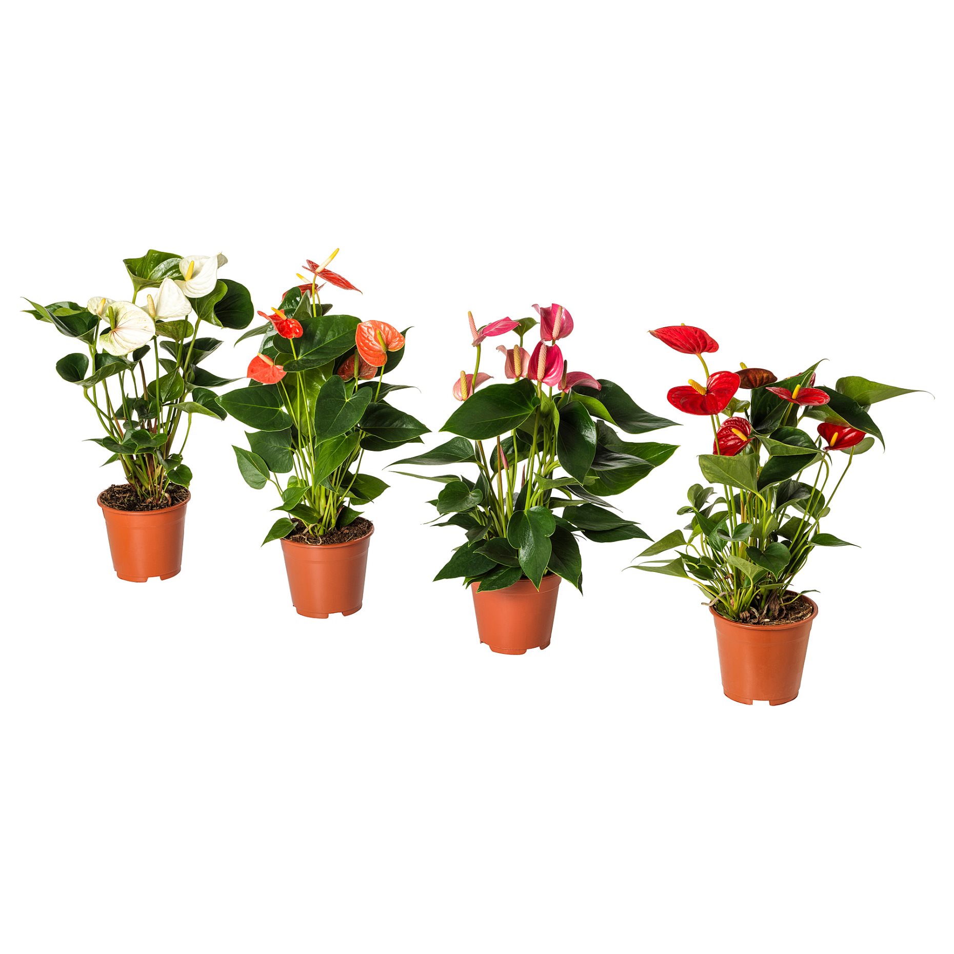 ANTHURIUM, potted plant/Flamingo, 12 cm, 204.449.06