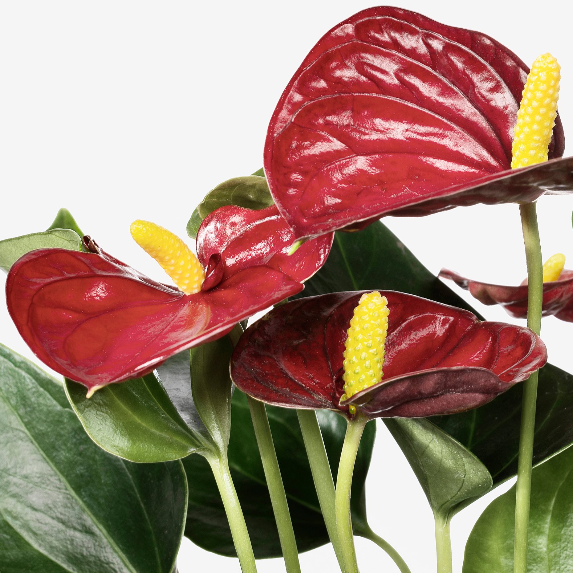 ANTHURIUM, potted plant/Flamingo, 12 cm, 204.449.06