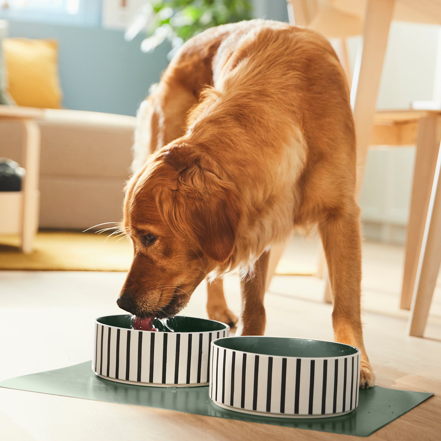 UTSADD, pet bowl, 19 cm, 305.692.03
