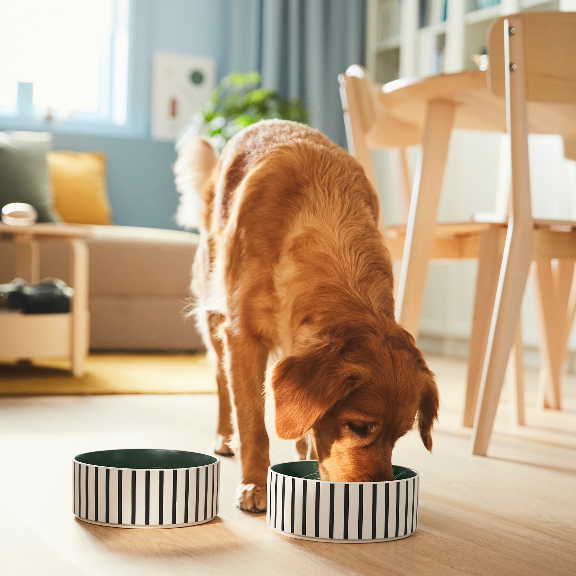 UTSADD, pet bowl, 19 cm, 305.692.03