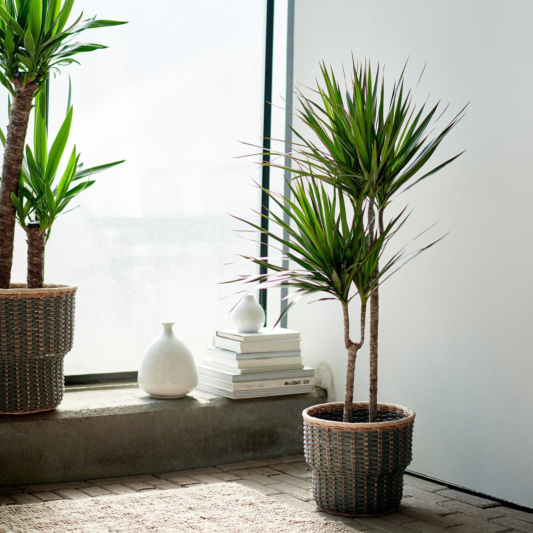 DRACAENA MARGINATA, φυτό σε γλάστρα/Δράκαινα/με 2 μίσχους, 19 cm, 404.084.55