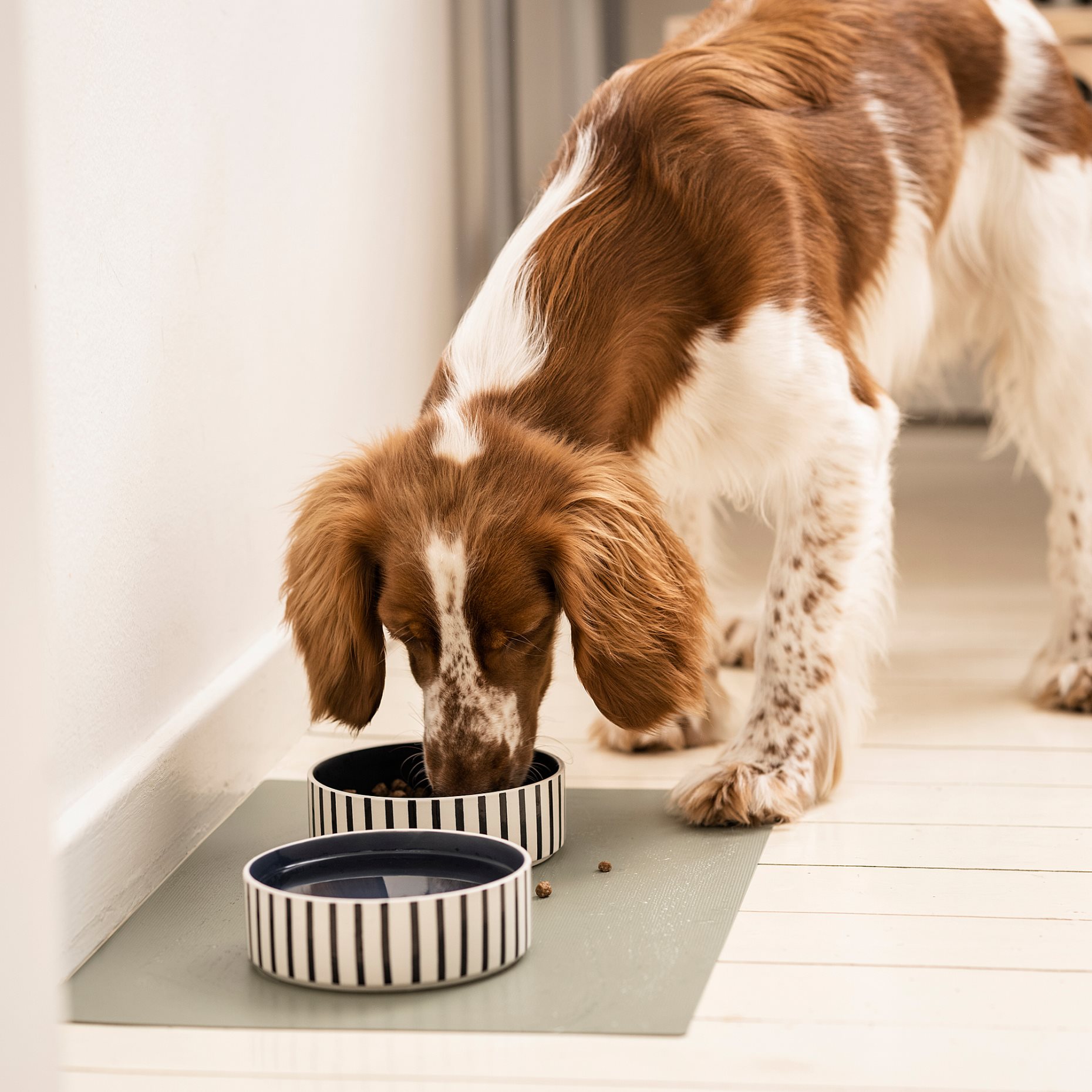 UTSADD, pet bowl, 15 cm, 505.692.02