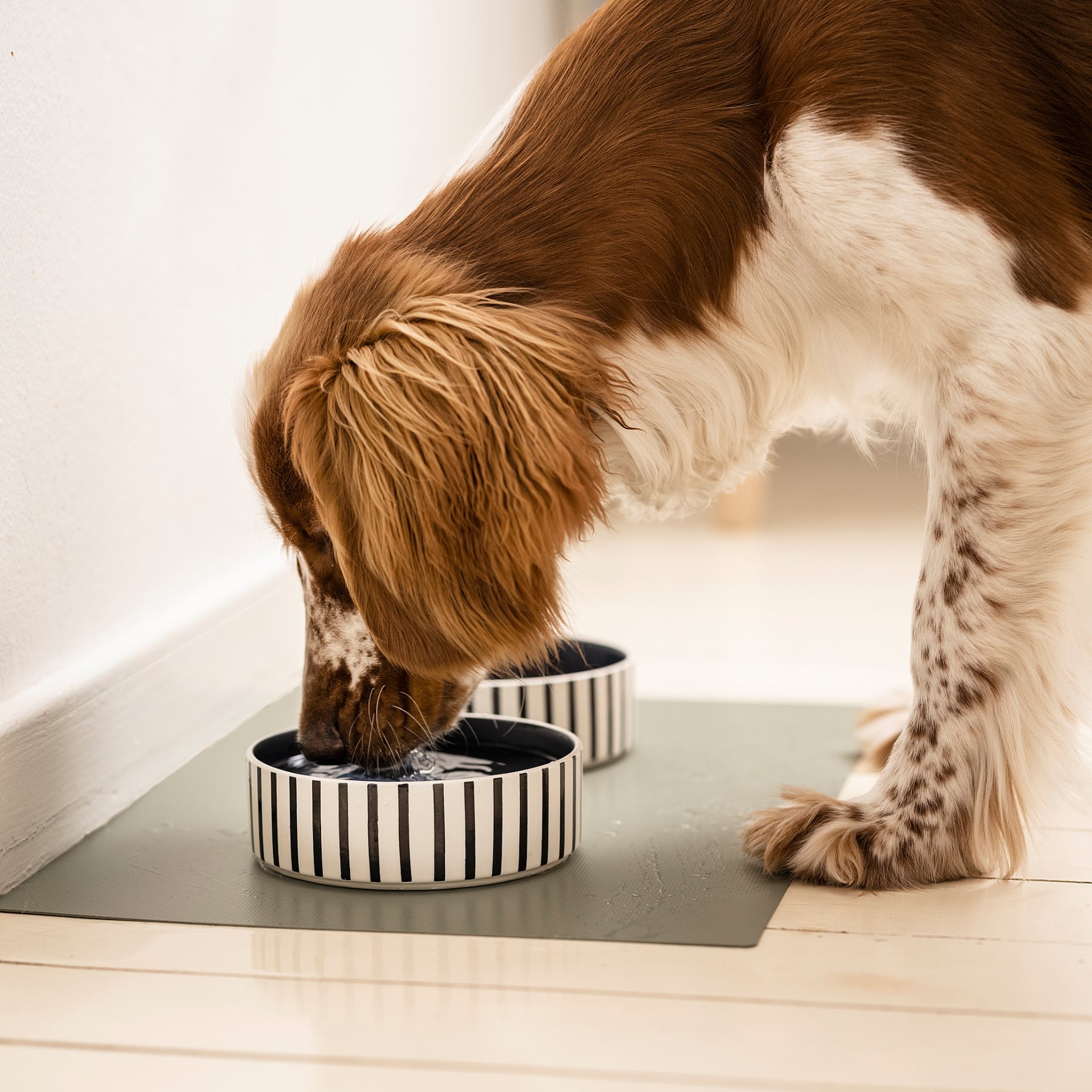 UTSADD, pet bowl, 15 cm, 505.692.02