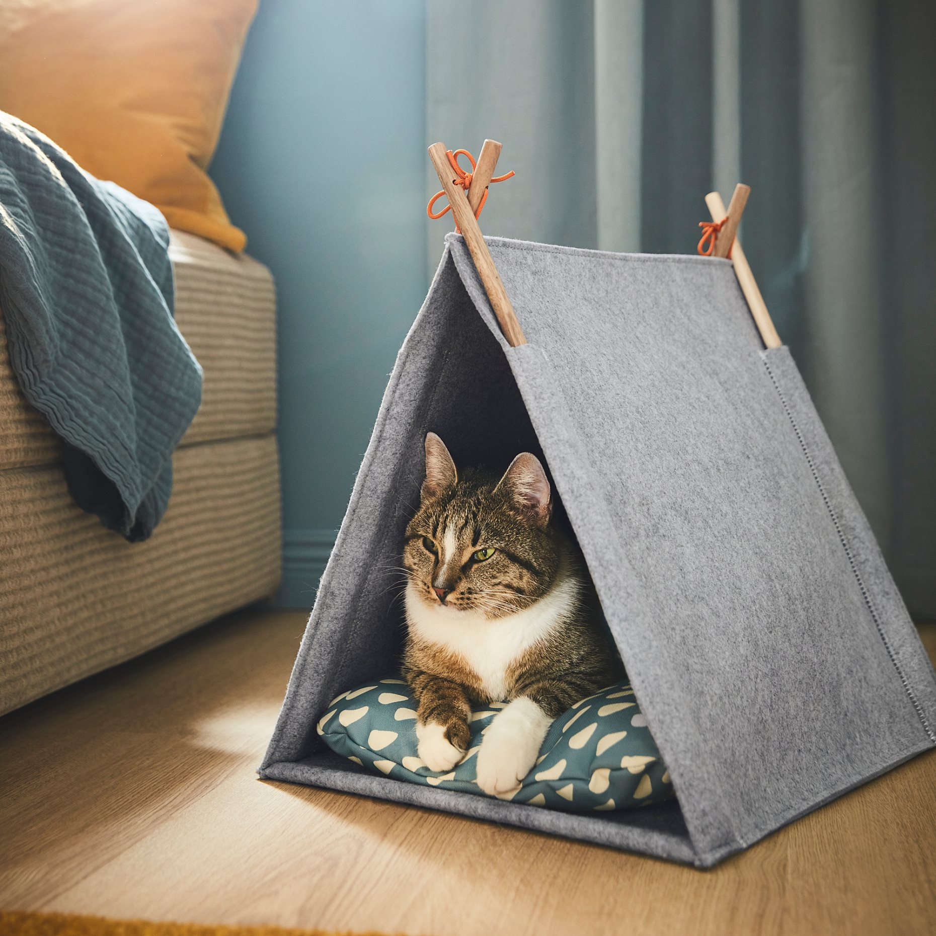 UTSADD, cat house, 505.708.80