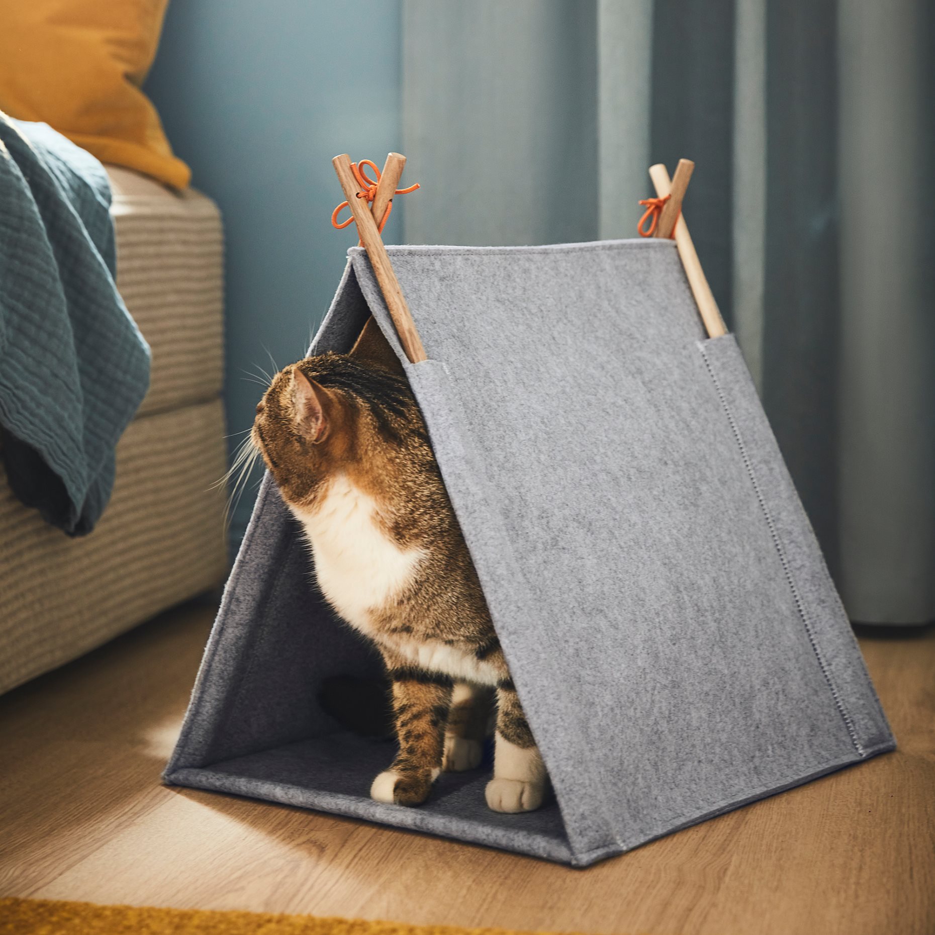 UTSADD, cat house, 505.708.80