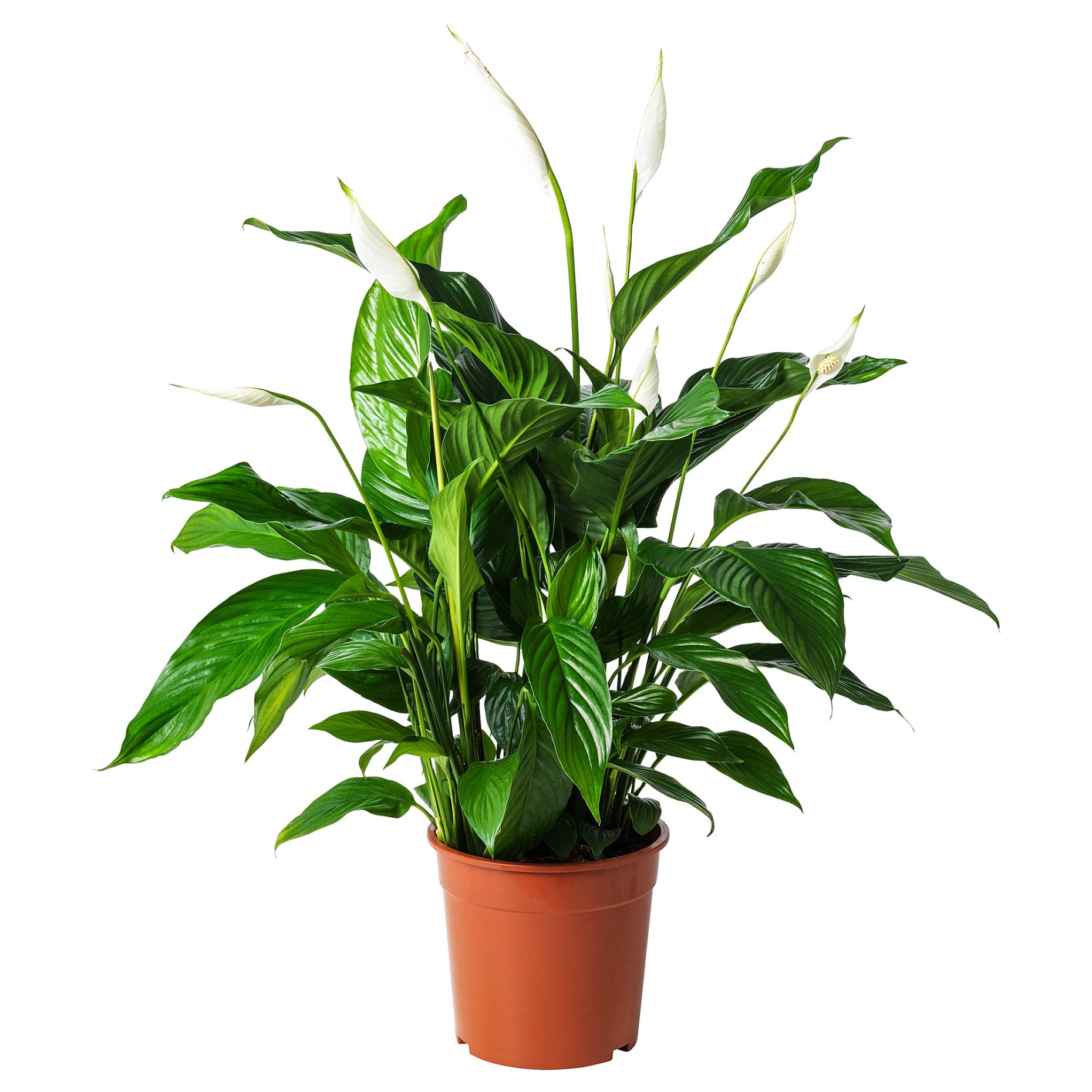 SPATHIPHYLLUM, potted plant, Peace lily, 701.448.49