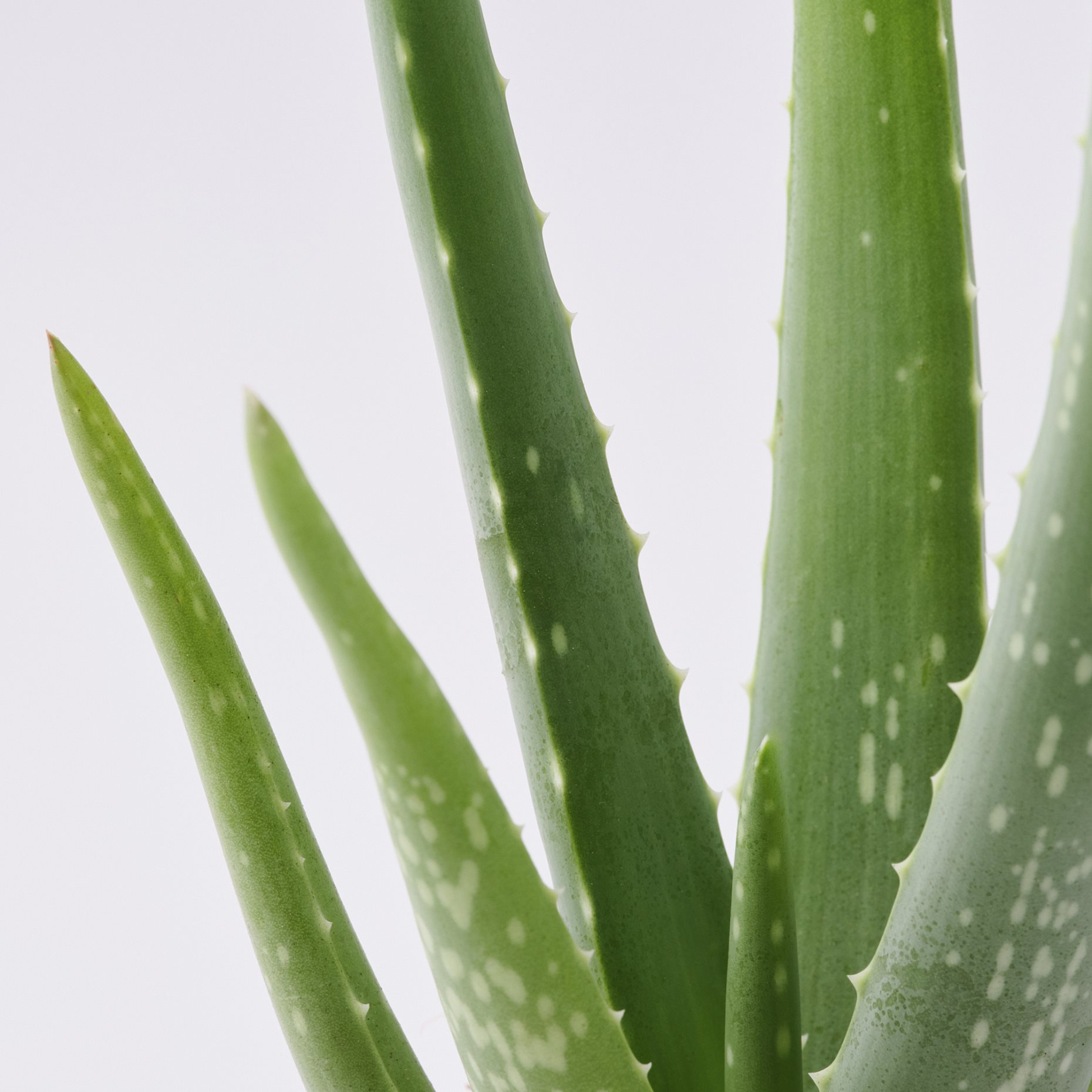 ALOE VERA, Φυτό, 702.766.51