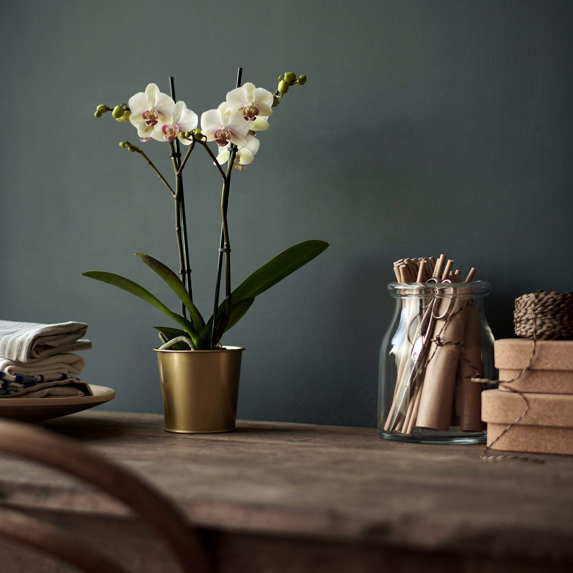 DAIDAI, plant pot, 703.594.01