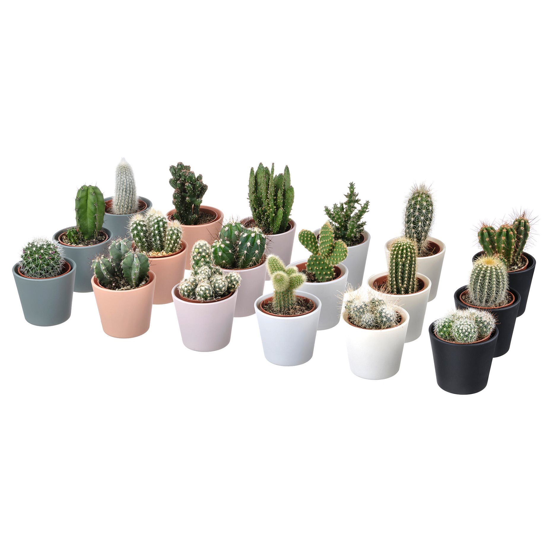 CACTACEAE, potted plant with pot,Cactus, 704.020.32