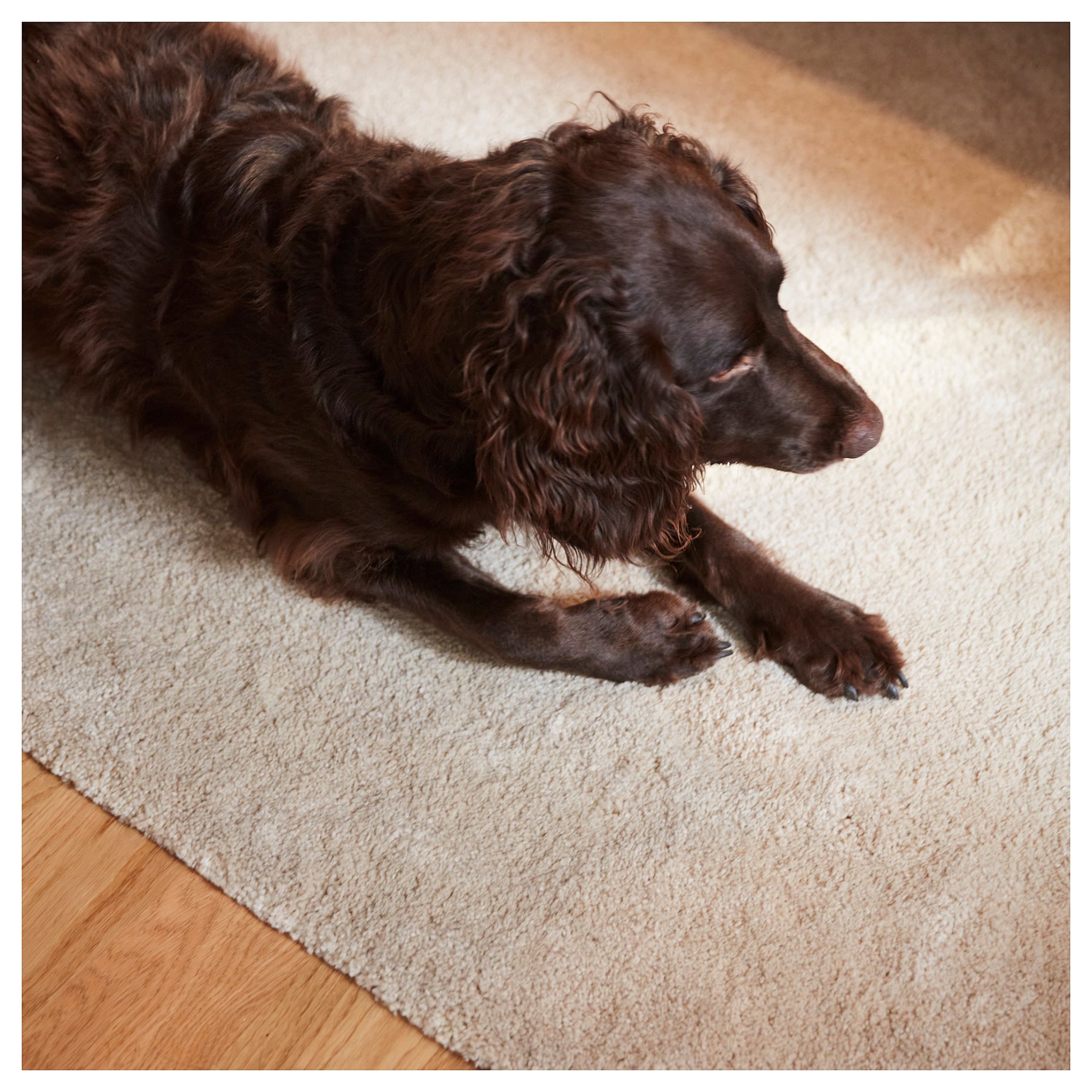 STOENSE, rug low pile, 130 cm, 704.268.01