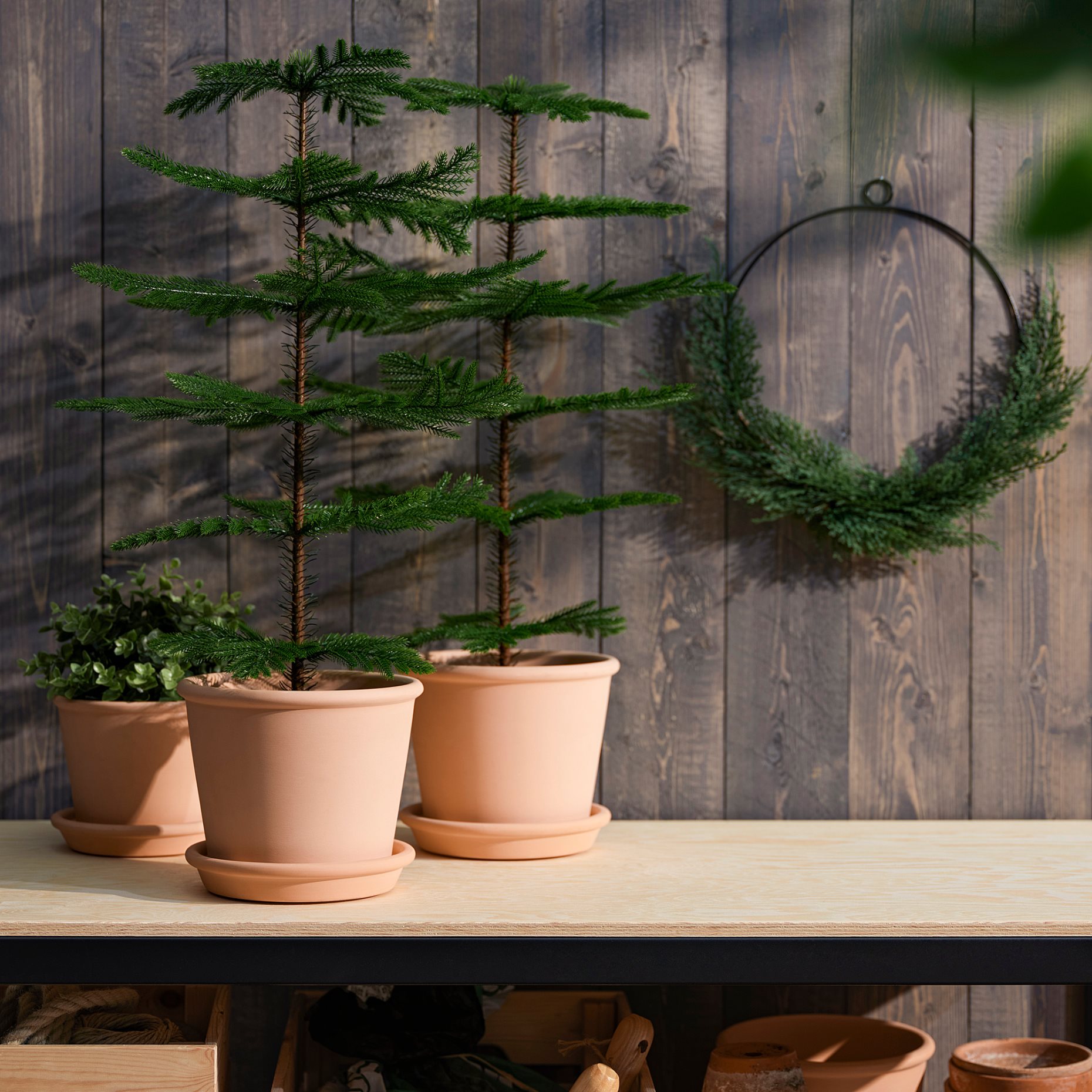 FEJKA, artificial potted plant in/outdoor/Norfolk island pine, 15 cm, 905.229.91