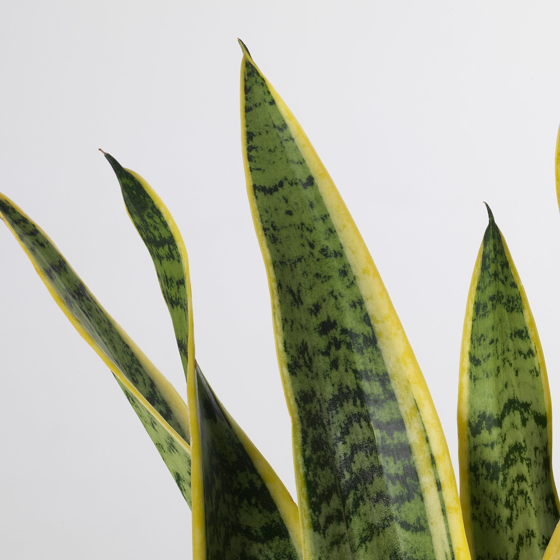 SANSEVIERIA TRIFASCIATA, potted plant, Mother-in-laws tongue, 004.210.29