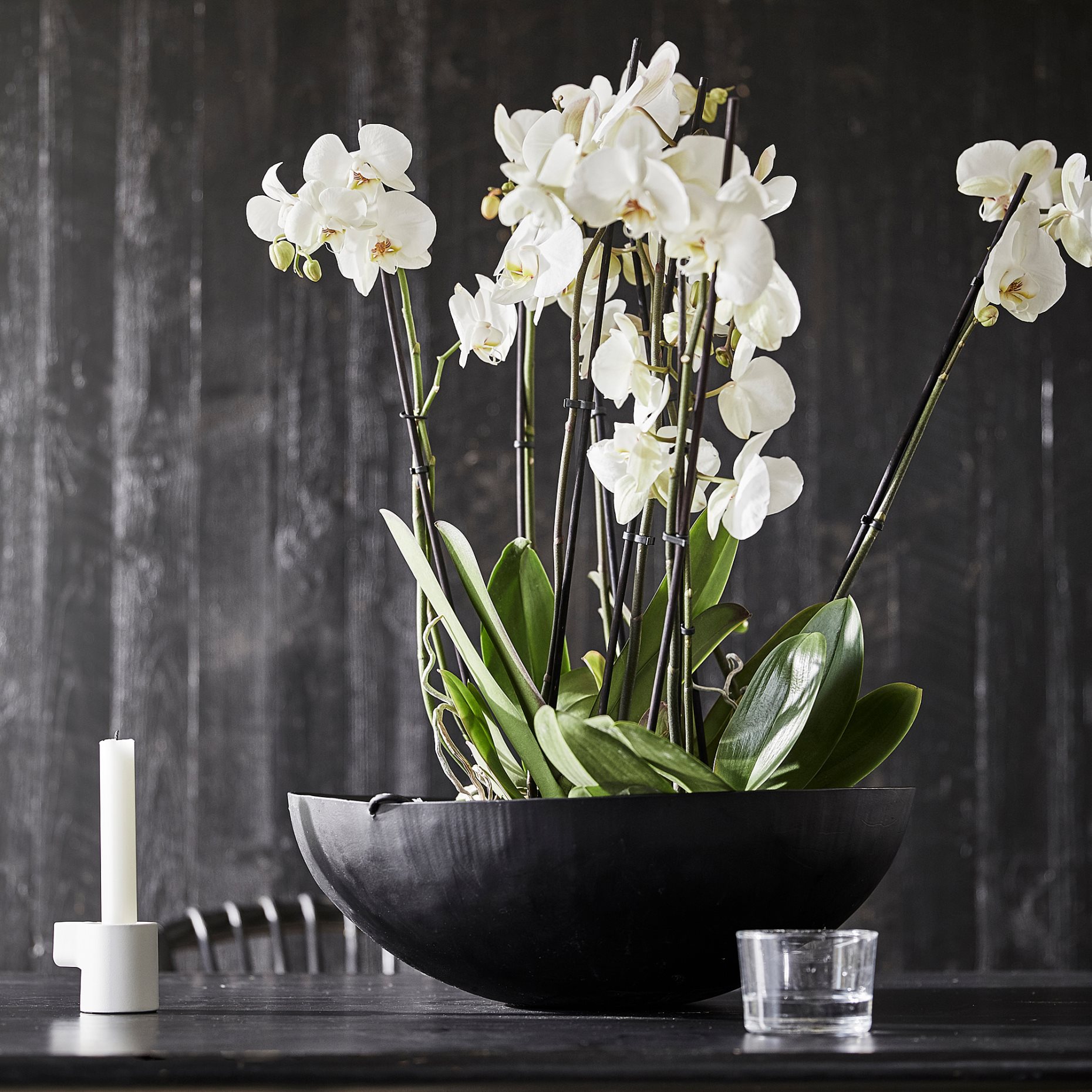 PHALAENOPSIS, Φυτό, Ορχιδέα 2 βλαστοί, 103.033.65