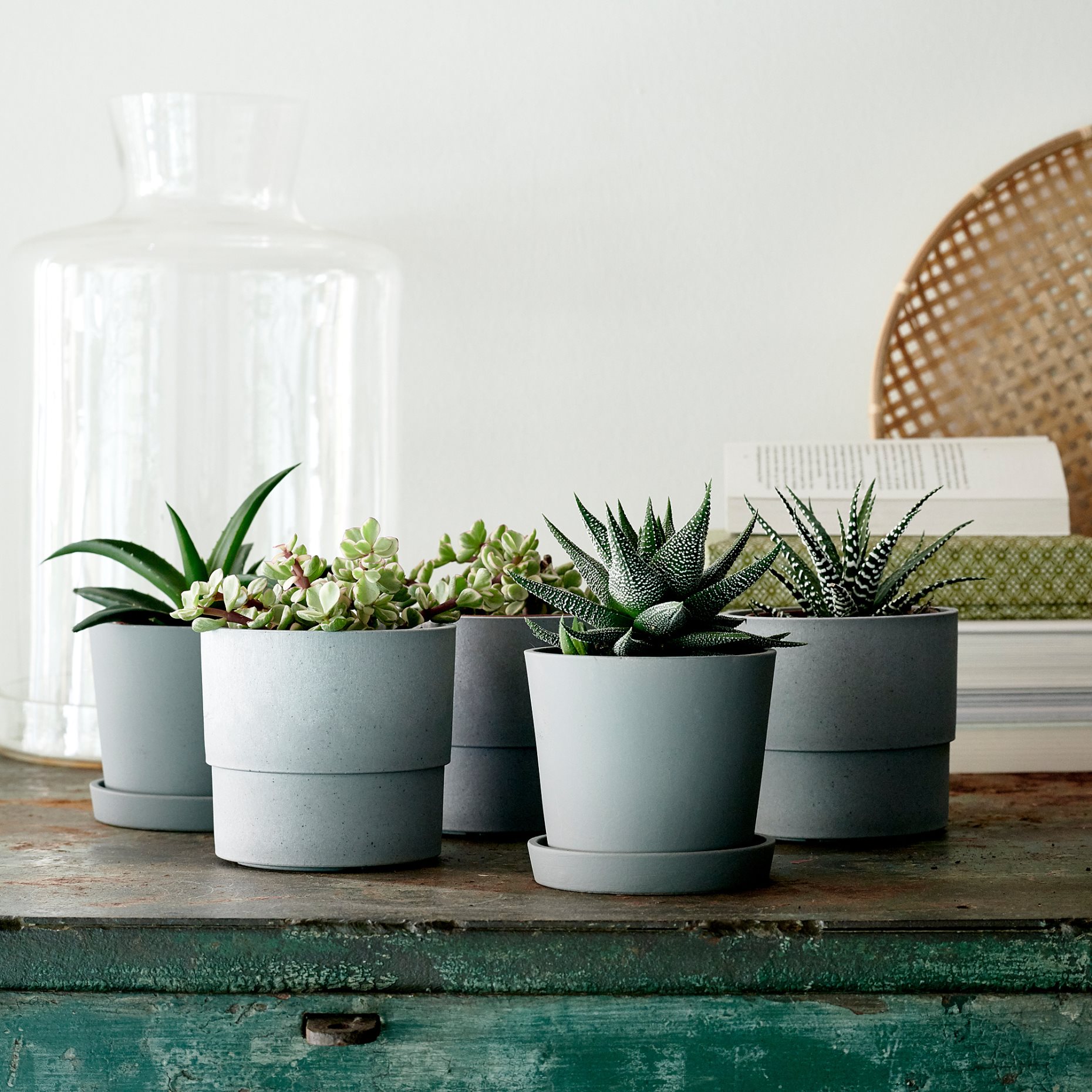 SUCCULENT, Φυτό, 103.110.06