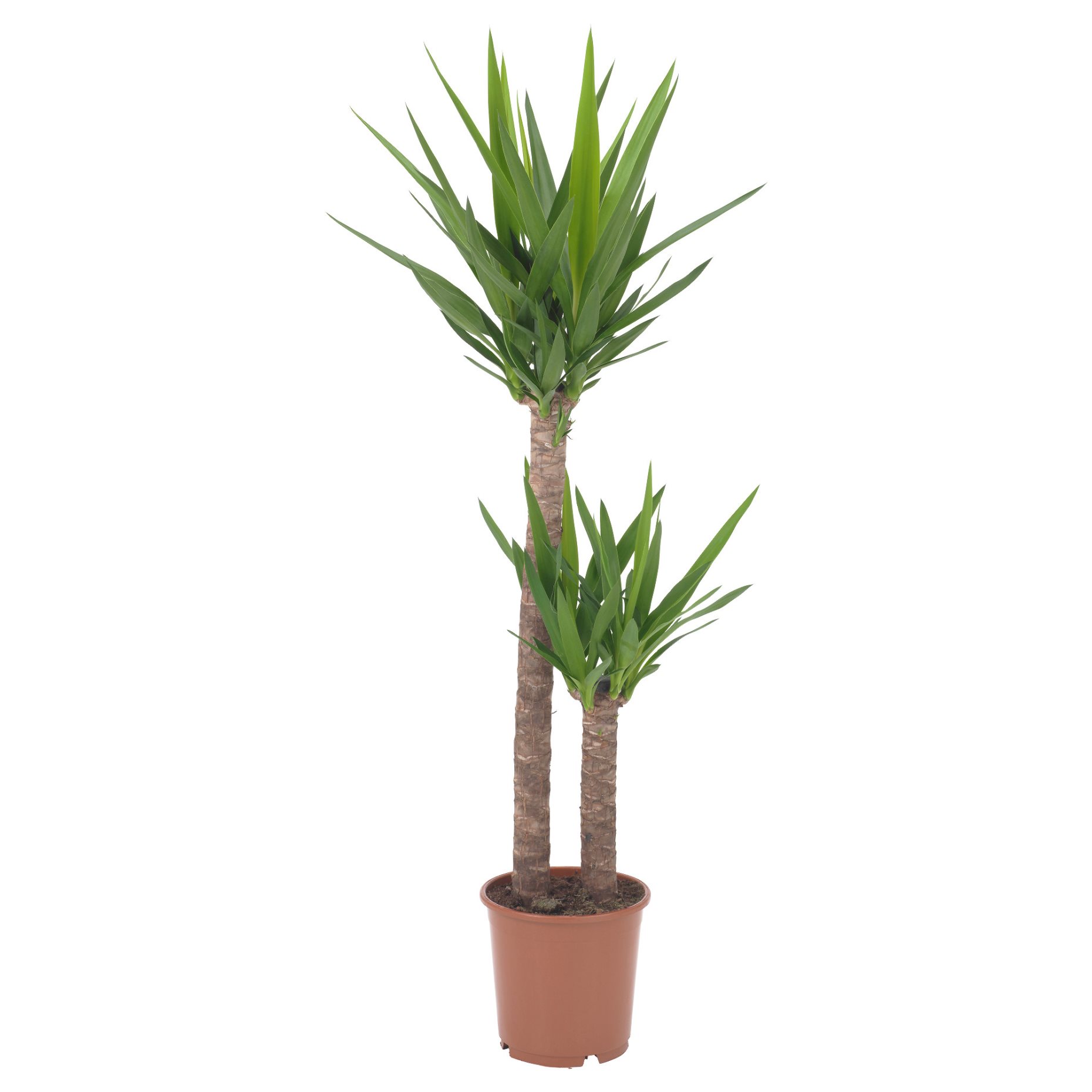 YUCCA ELEPHANTIPES, φυτό, 103.293.08