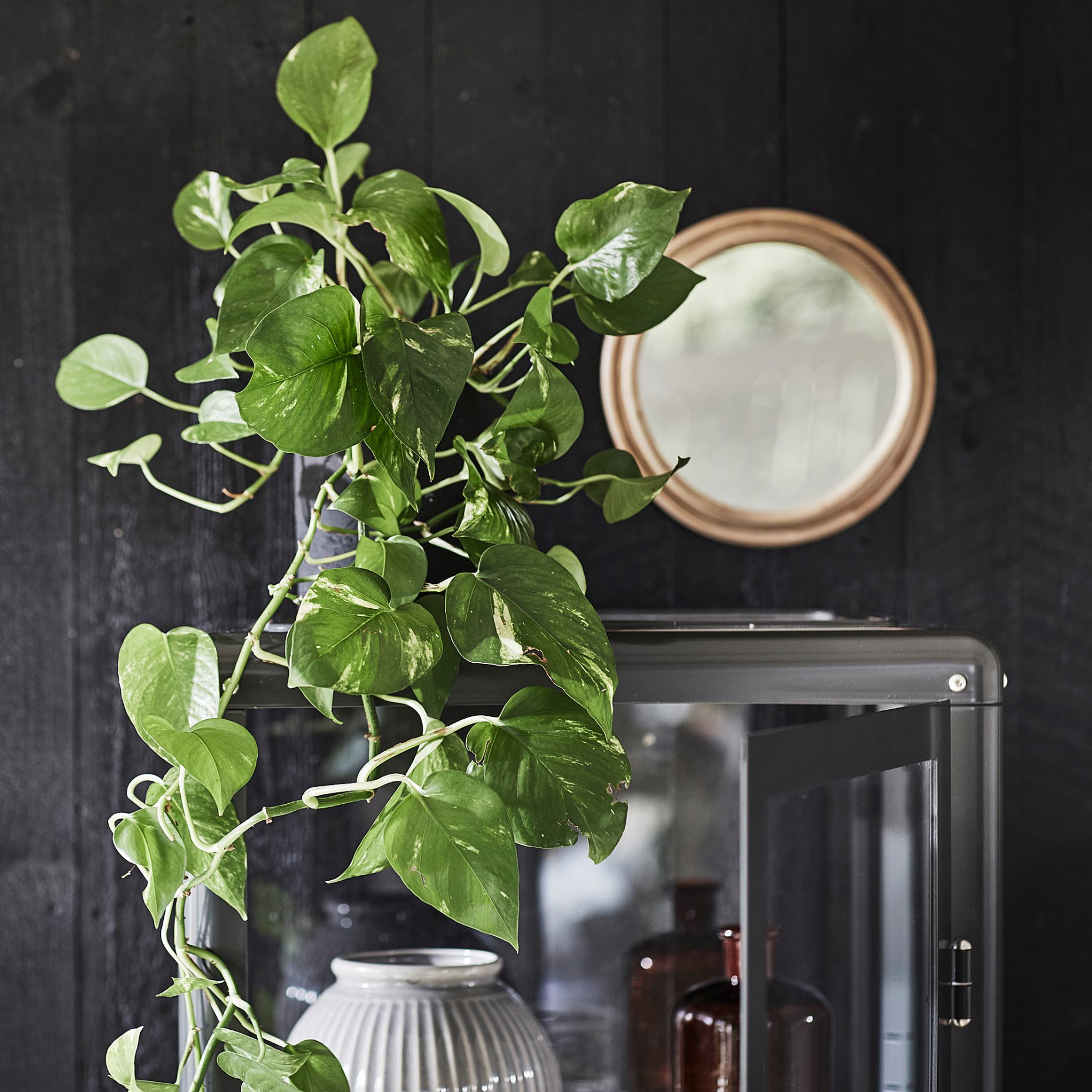 EPIPREMNUM, potted plant/Golden Pothos, 12 cm, 205.281.90
