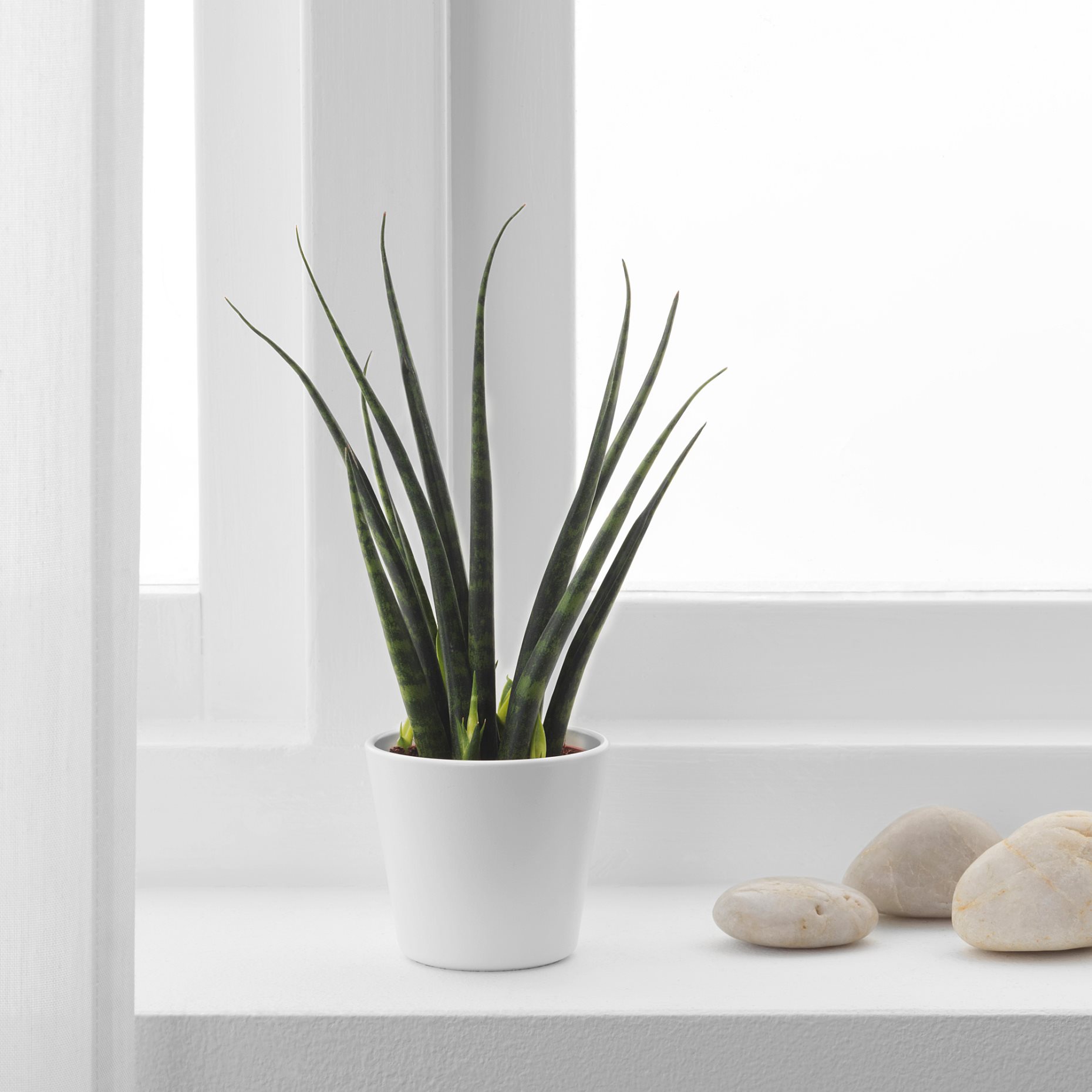 SANSEVIERIA, potted plant with pot, Snake plant, 304.020.34