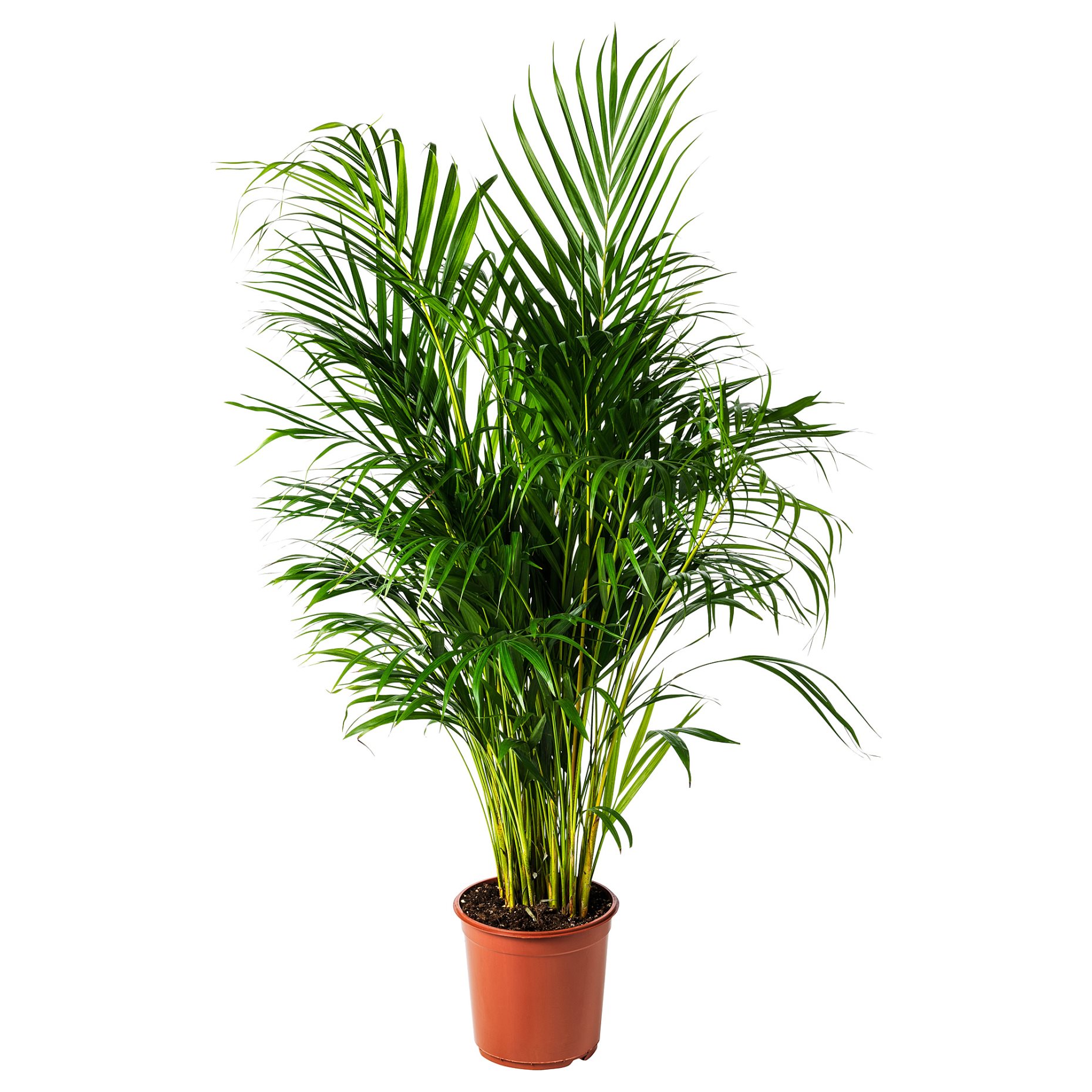 DYPSIS LUTESCENS, potted plant, Areca palm, 468.040.05