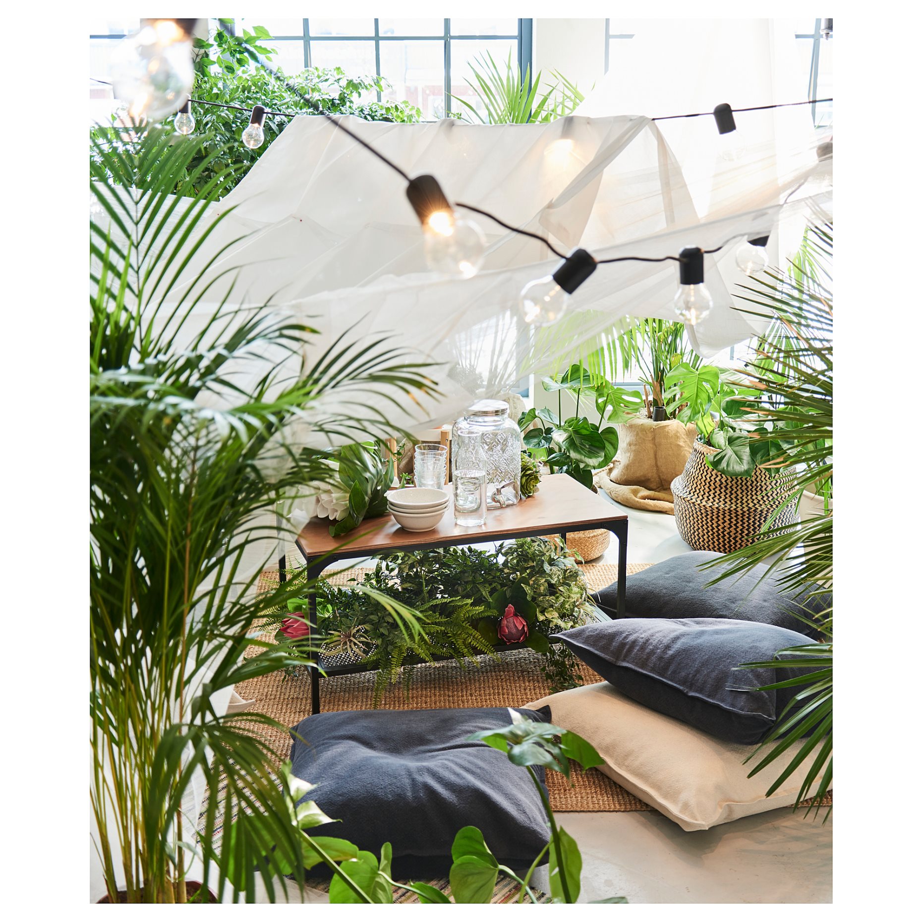 DYPSIS LUTESCENS, potted plant, Areca palm, 468.040.05