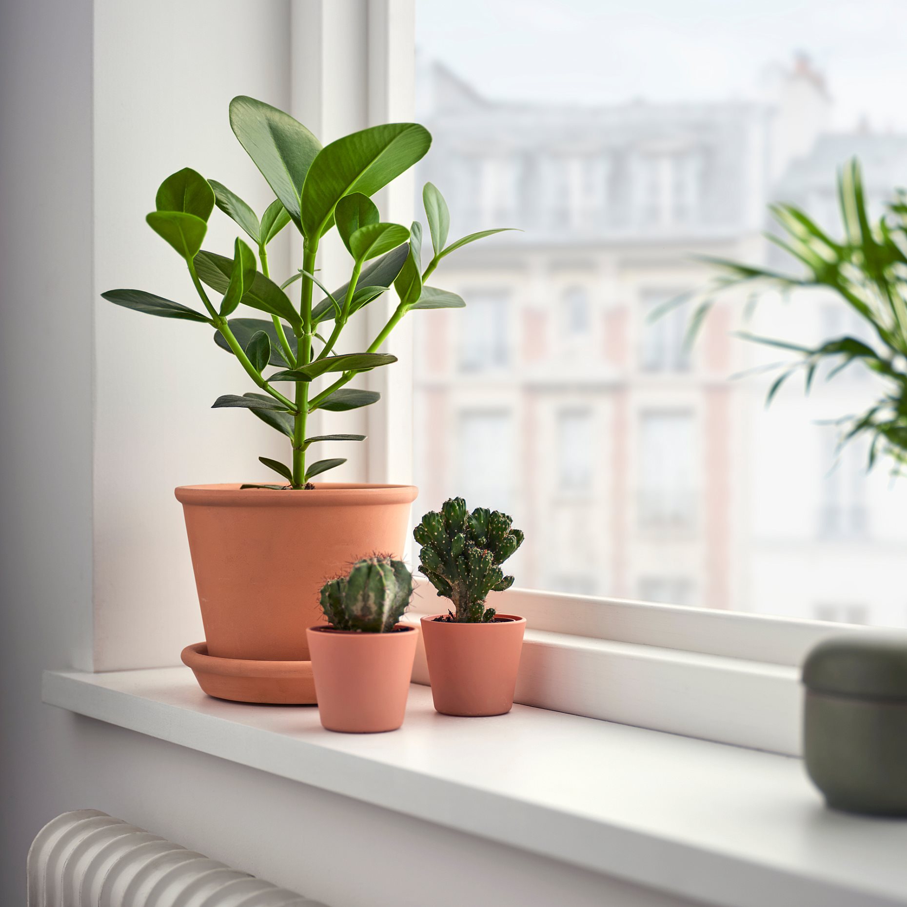 CLUSIA, potted plant, 12 cm, 702.345.62