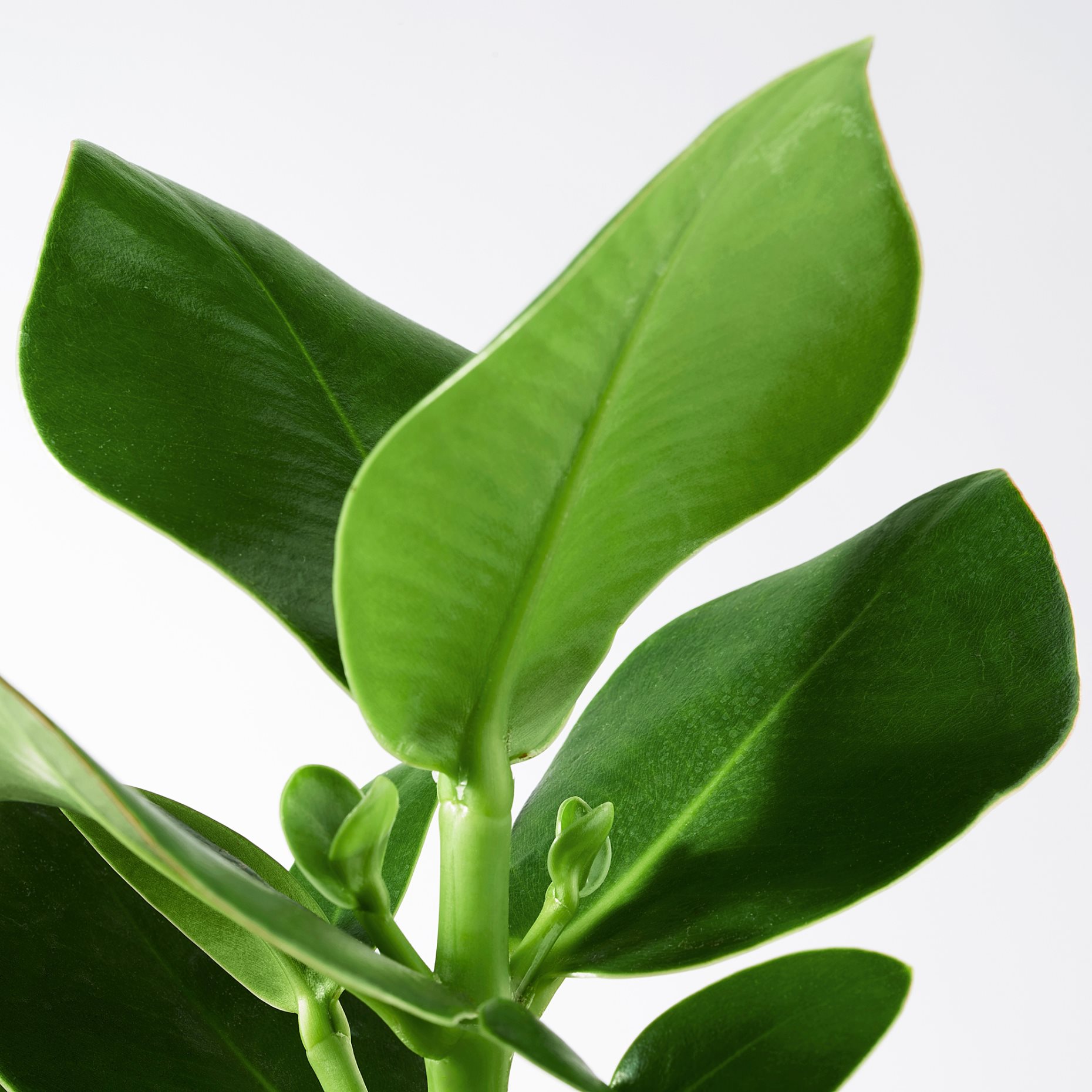 CLUSIA, potted plant, 12 cm, 702.345.62