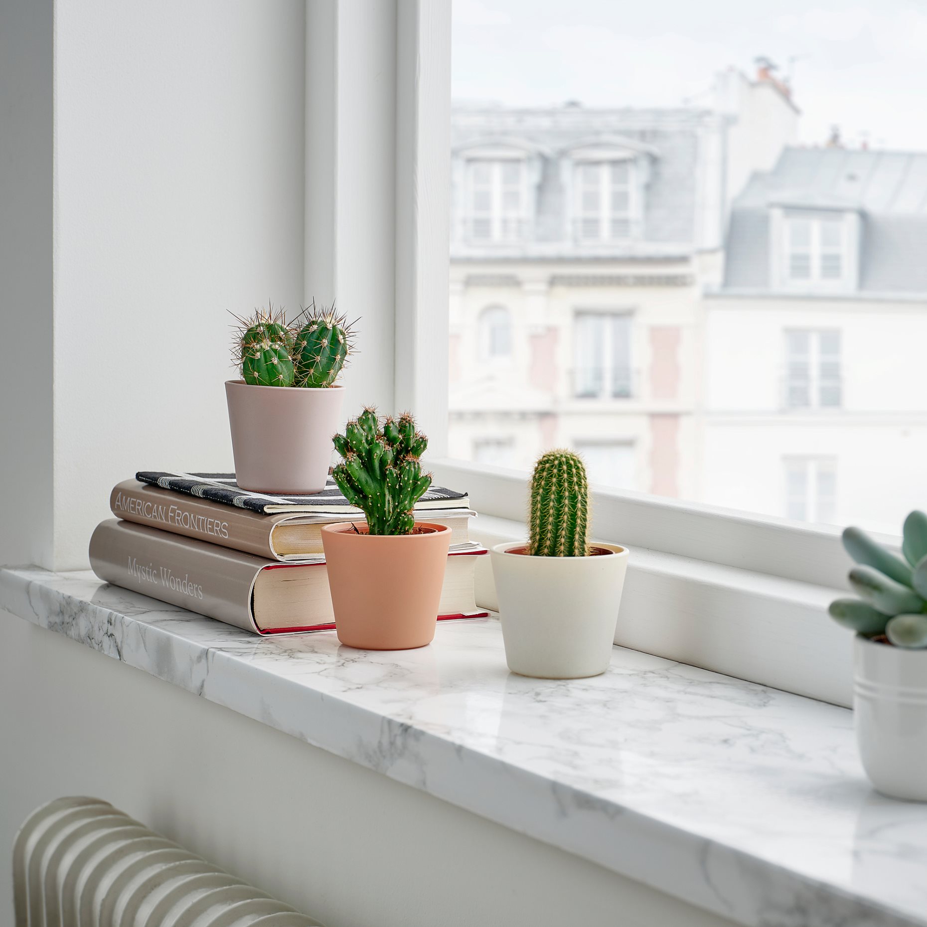 CACTACEAE, potted plant with pot,Cactus, 704.020.32