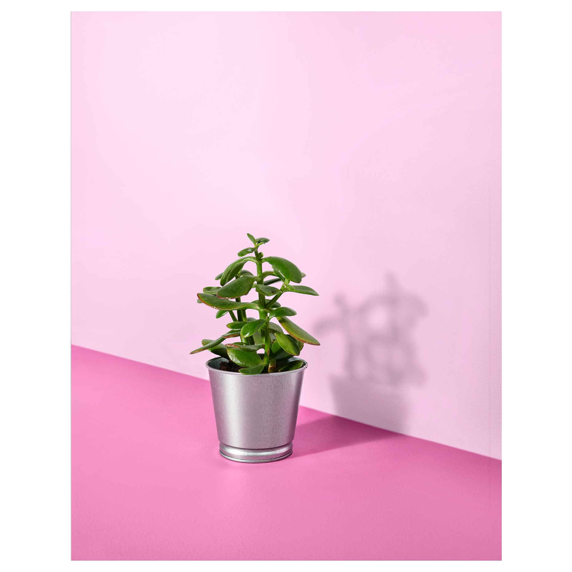 BINTJE, plant pot, 803.341.27
