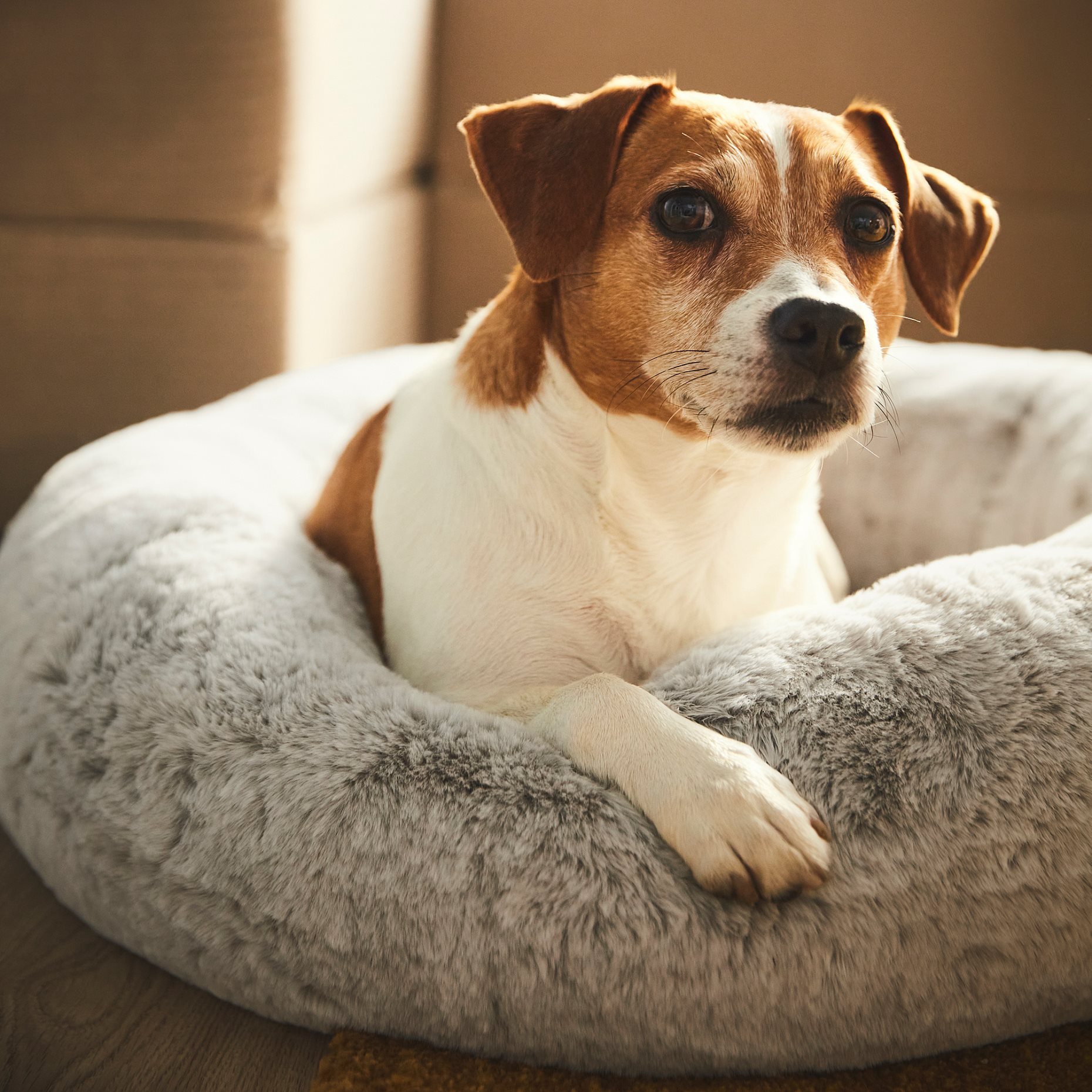 UTSADD, pet bed/M, 65 cm, 905.705.81