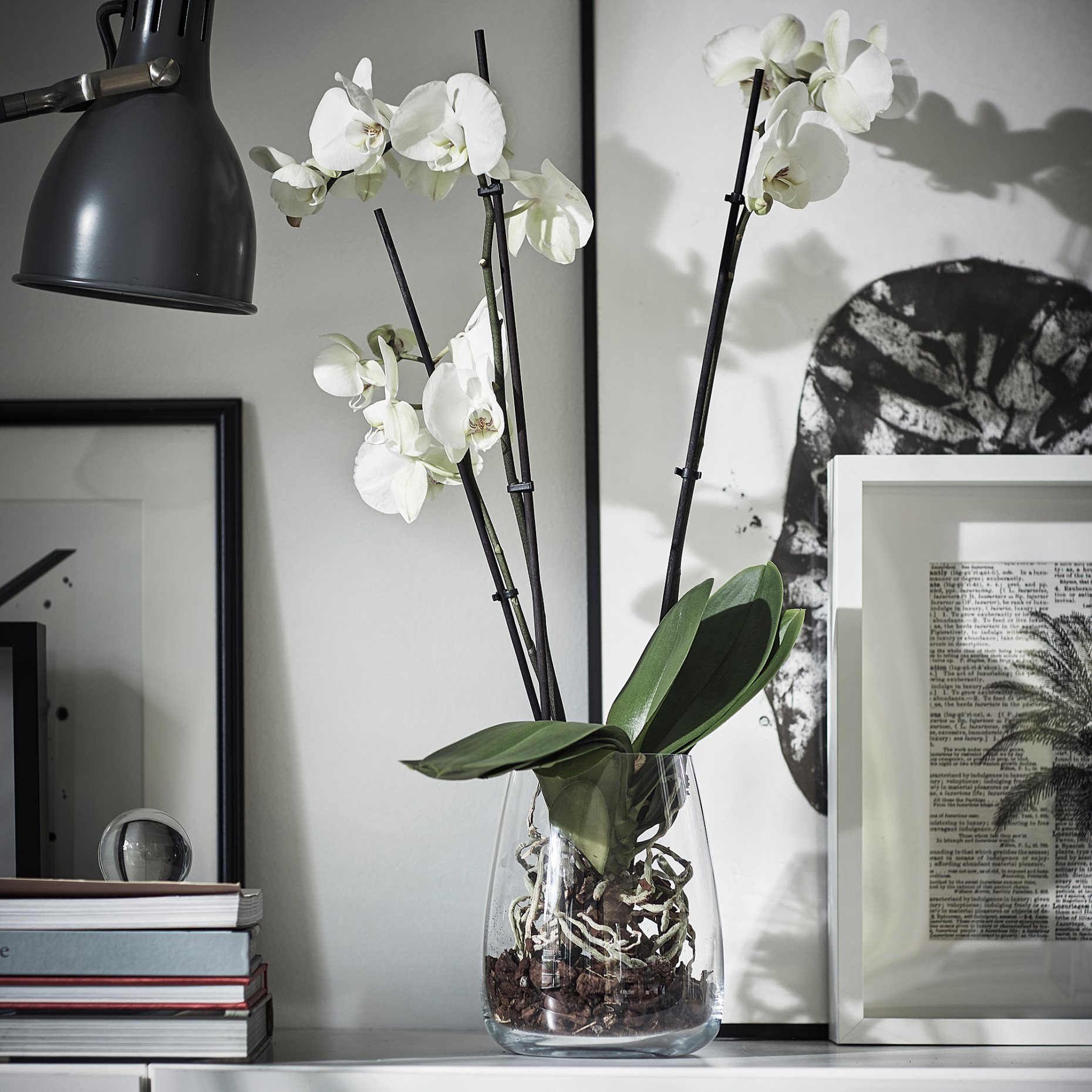 PHALAENOPSIS, Φυτό, Ορχιδέα 2 βλαστοί, 103.033.65