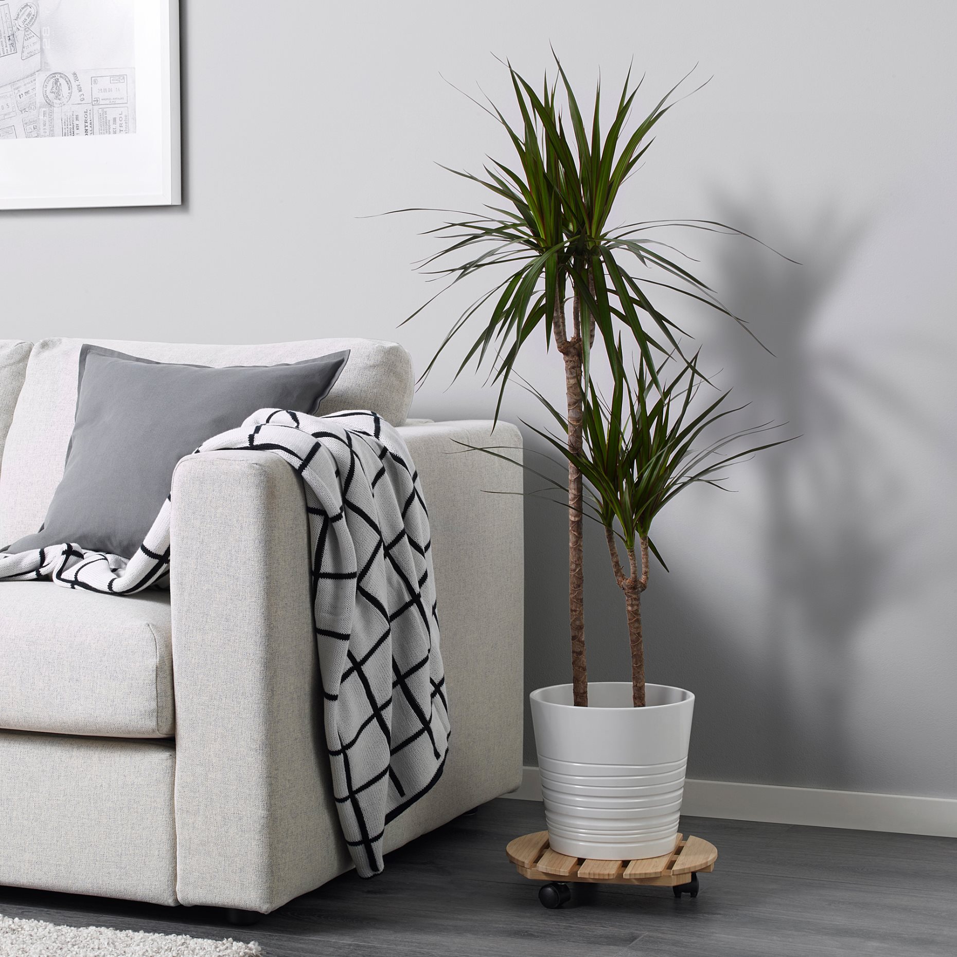 DRACAENA MARGINATA, φυτό σε γλάστρα/Δράκαινα/με 2 μίσχους, 19 cm, 404.084.55