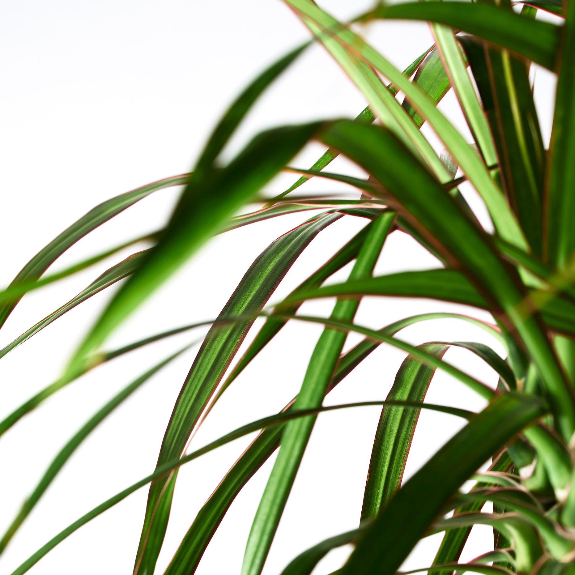 DRACAENA MARGINATA, φυτό σε γλάστρα/Δράκαινα/με 2 μίσχους, 19 cm, 404.084.55