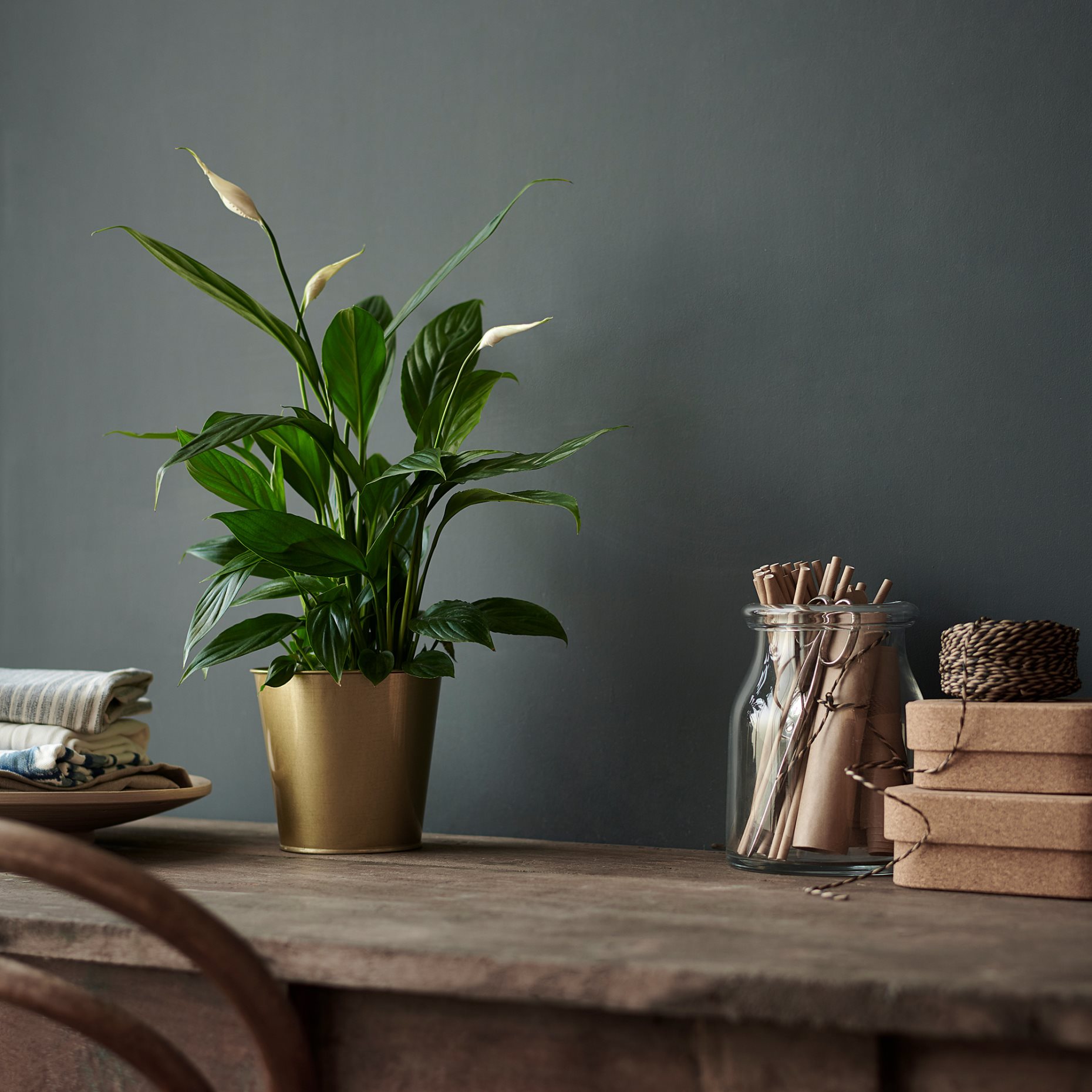 SPATHIPHYLLUM, potted plant, Peace lily, 601.449.01