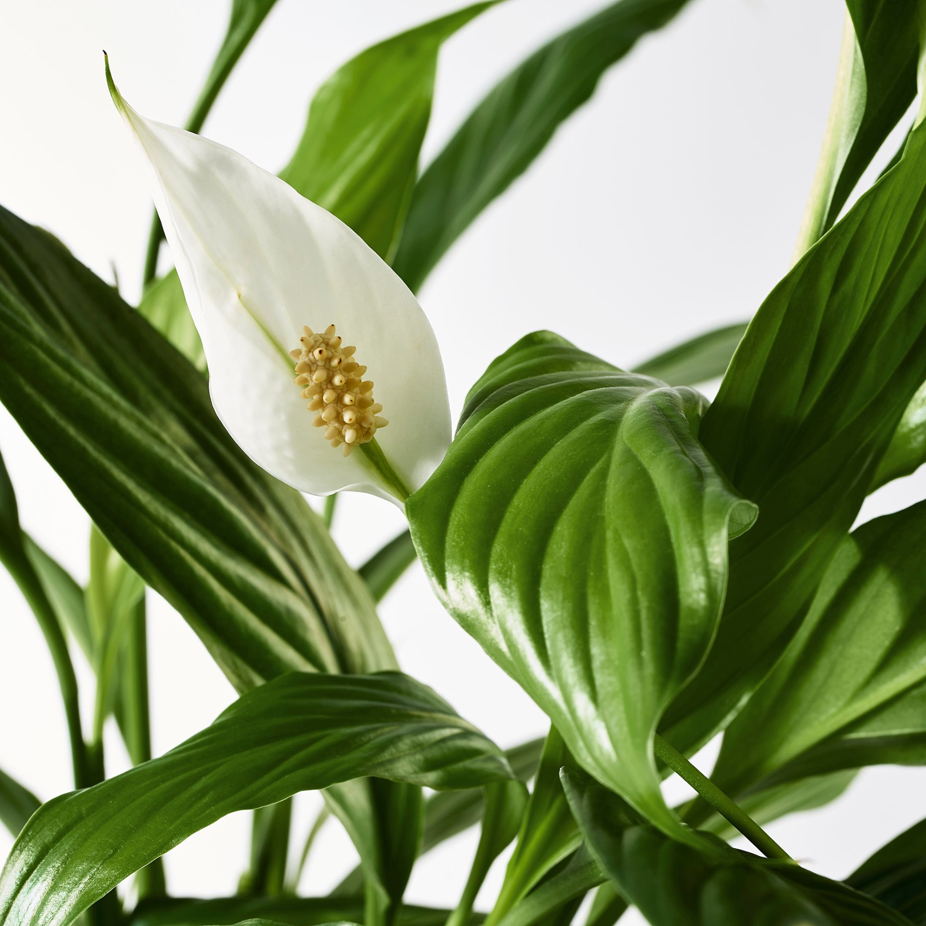 SPATHIPHYLLUM, potted plant, Peace lily, 601.449.01