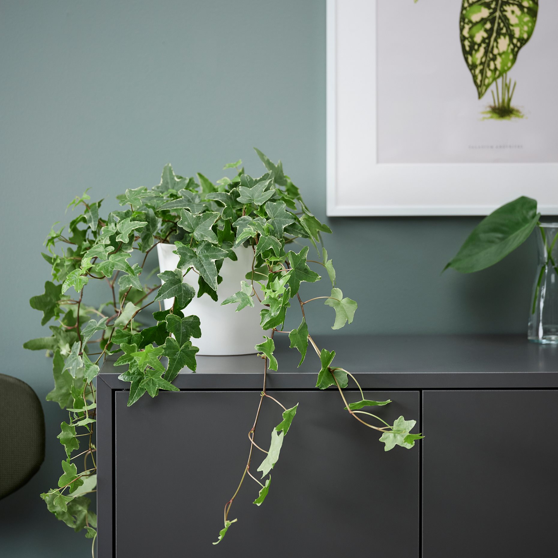 HEDERA HELIX, Φυτό, 668.040.47