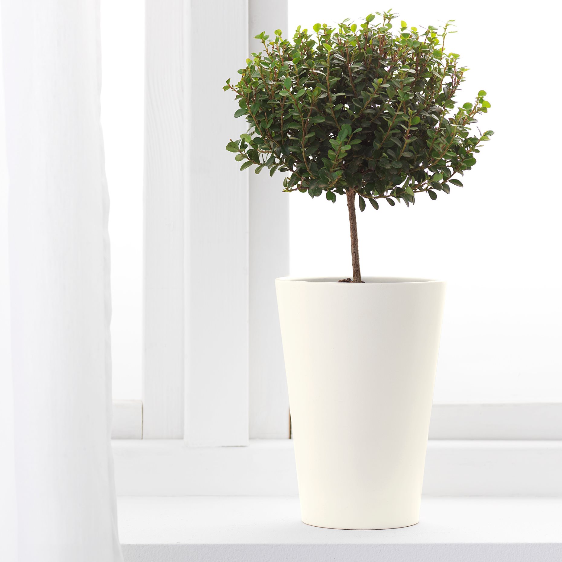 PAPAJA, plant pot, 701.866.55