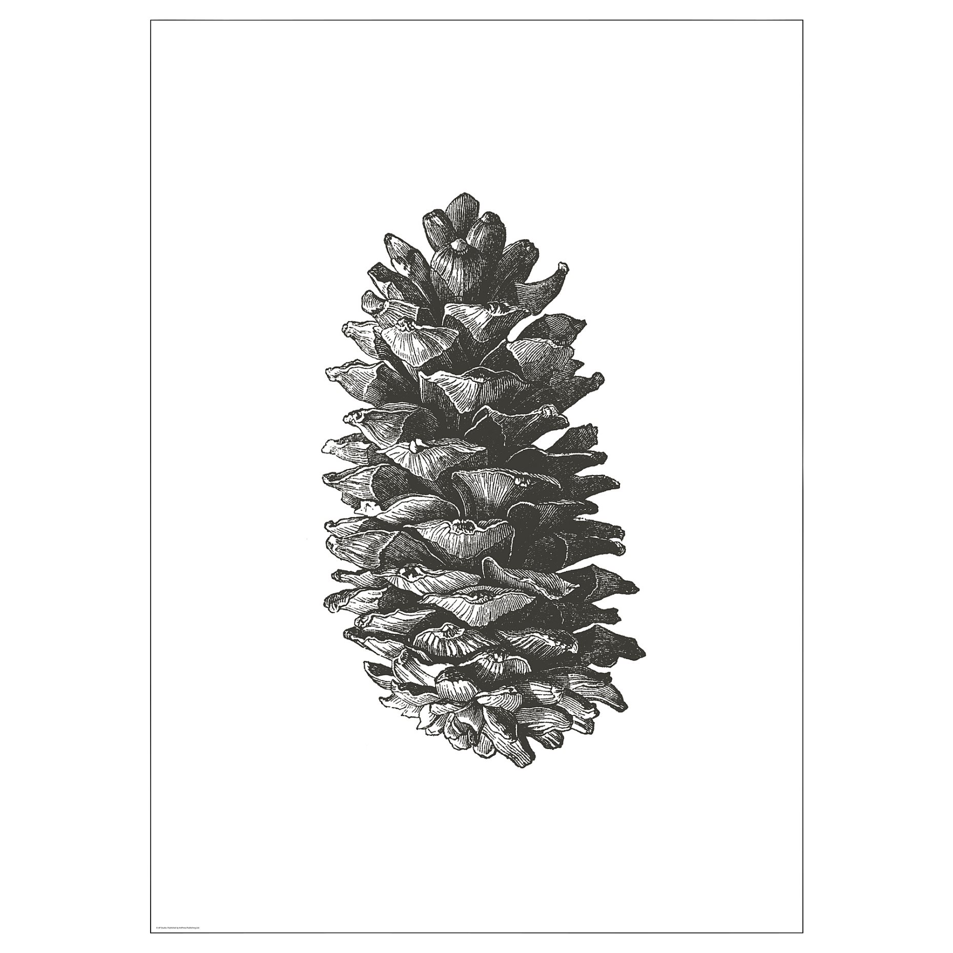 BILD, poster/Pine cone, 50x70 cm, 005.331.21