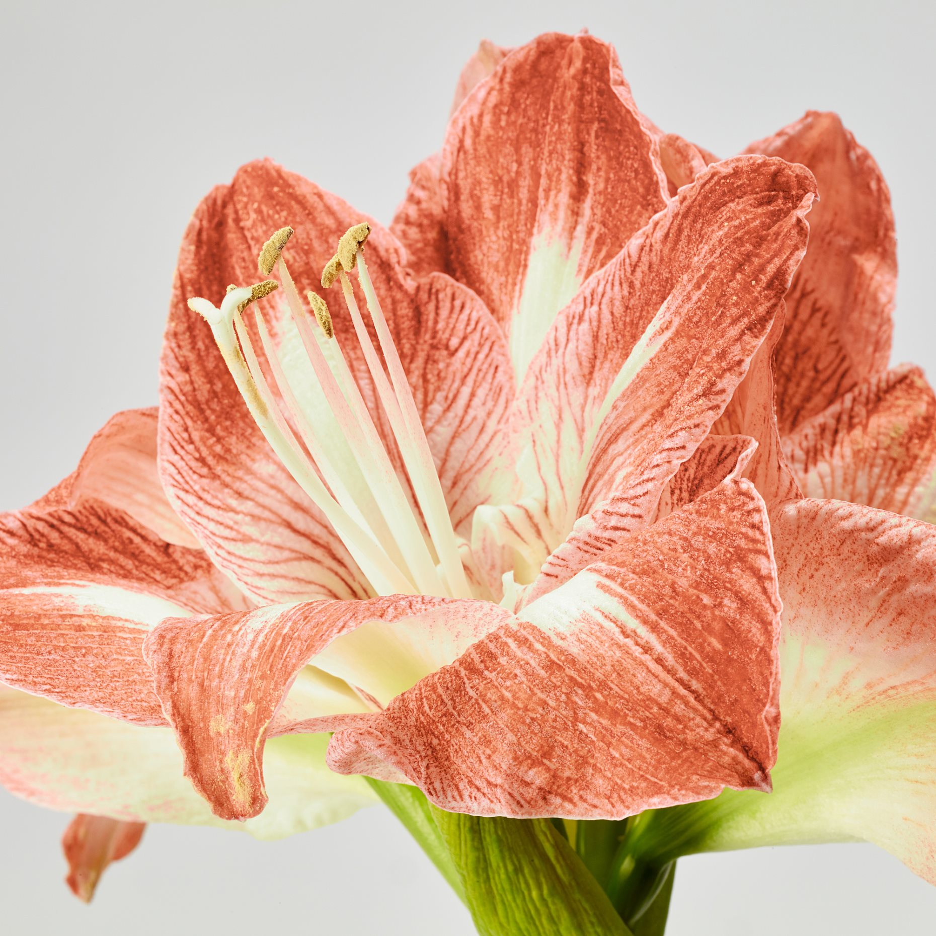 HIPPEASTRUM, φυτό σε γλάστρα/Αμαρυλλίς/2 μπουμπούκια λουλουδιών, 13 cm, 005.878.40