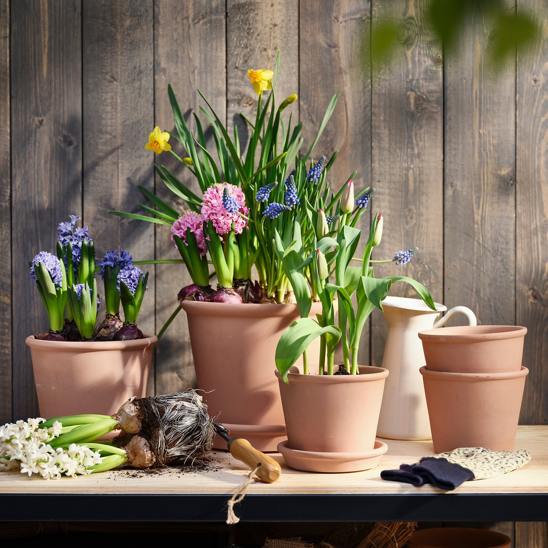 NARCISSUS, potted plant/Narcissus, 12 cm, 005.930.87