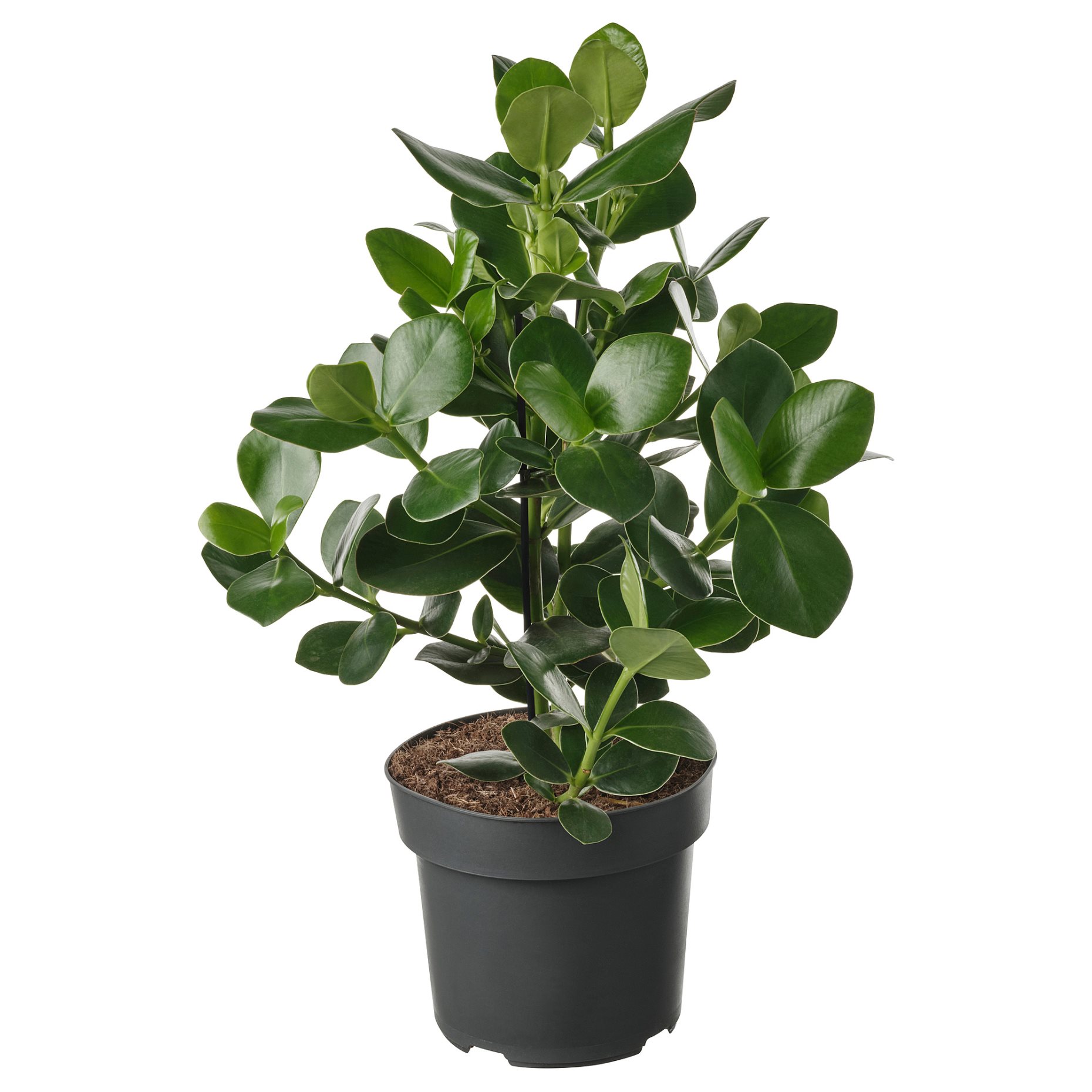 CLUSIA, potted plant/Clusia, 24 cm, 005.941.95